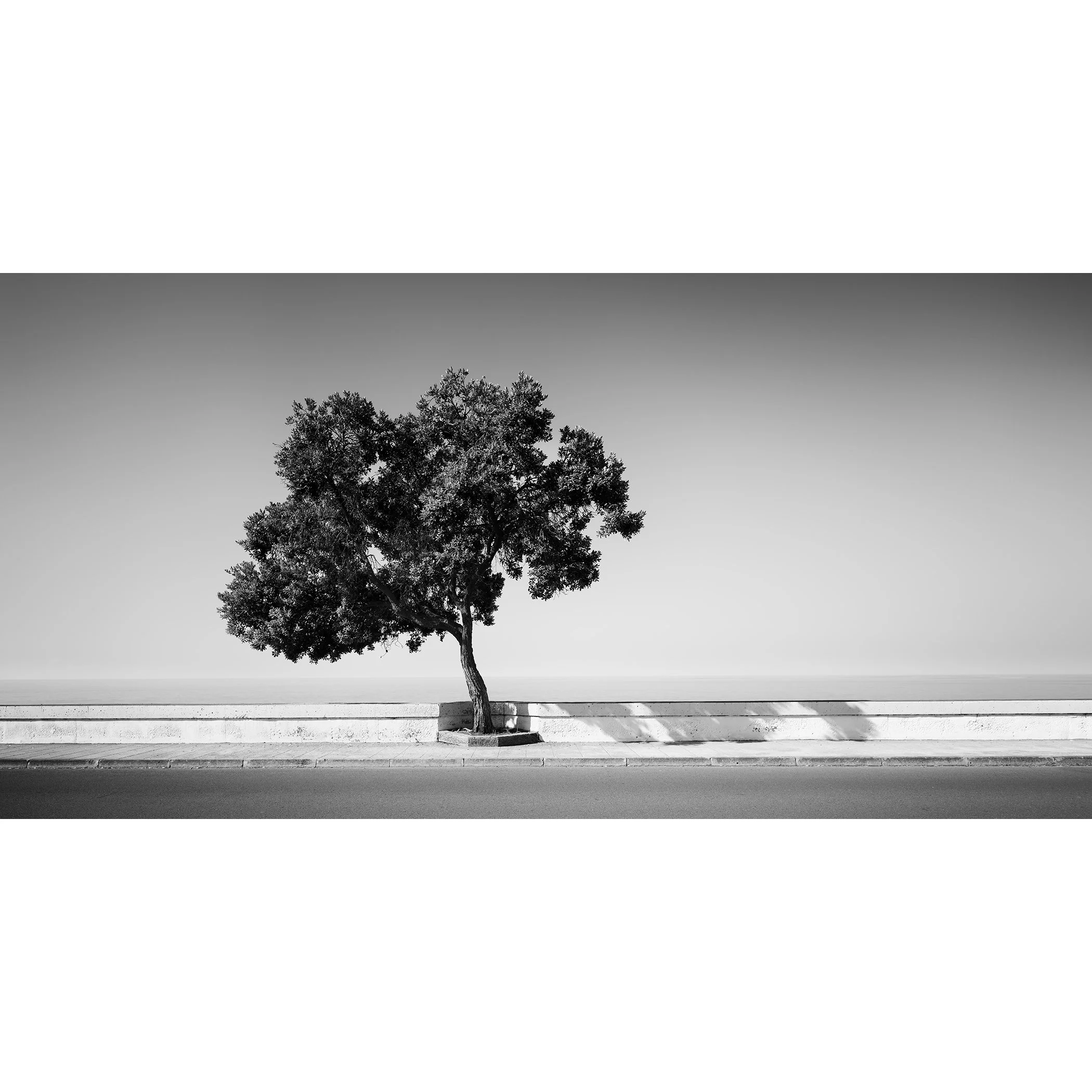Tree by the Waterfront by Gerald Berghammer, black-and-white fine art landscape photograph showing a sculptural coastal tree on Madeira, Portugal.