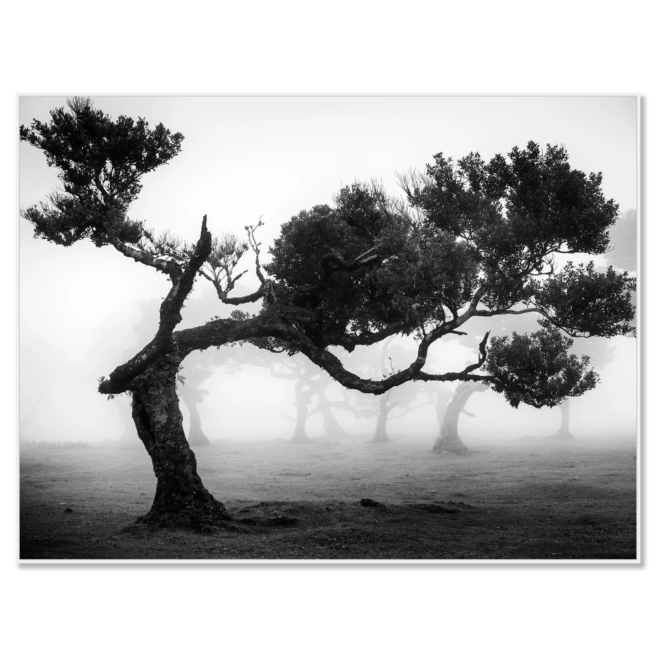 Ancient Laurisilva Forest Study 9 – Portugal, black-and-white photograph in a white aluminium ArtBox frame