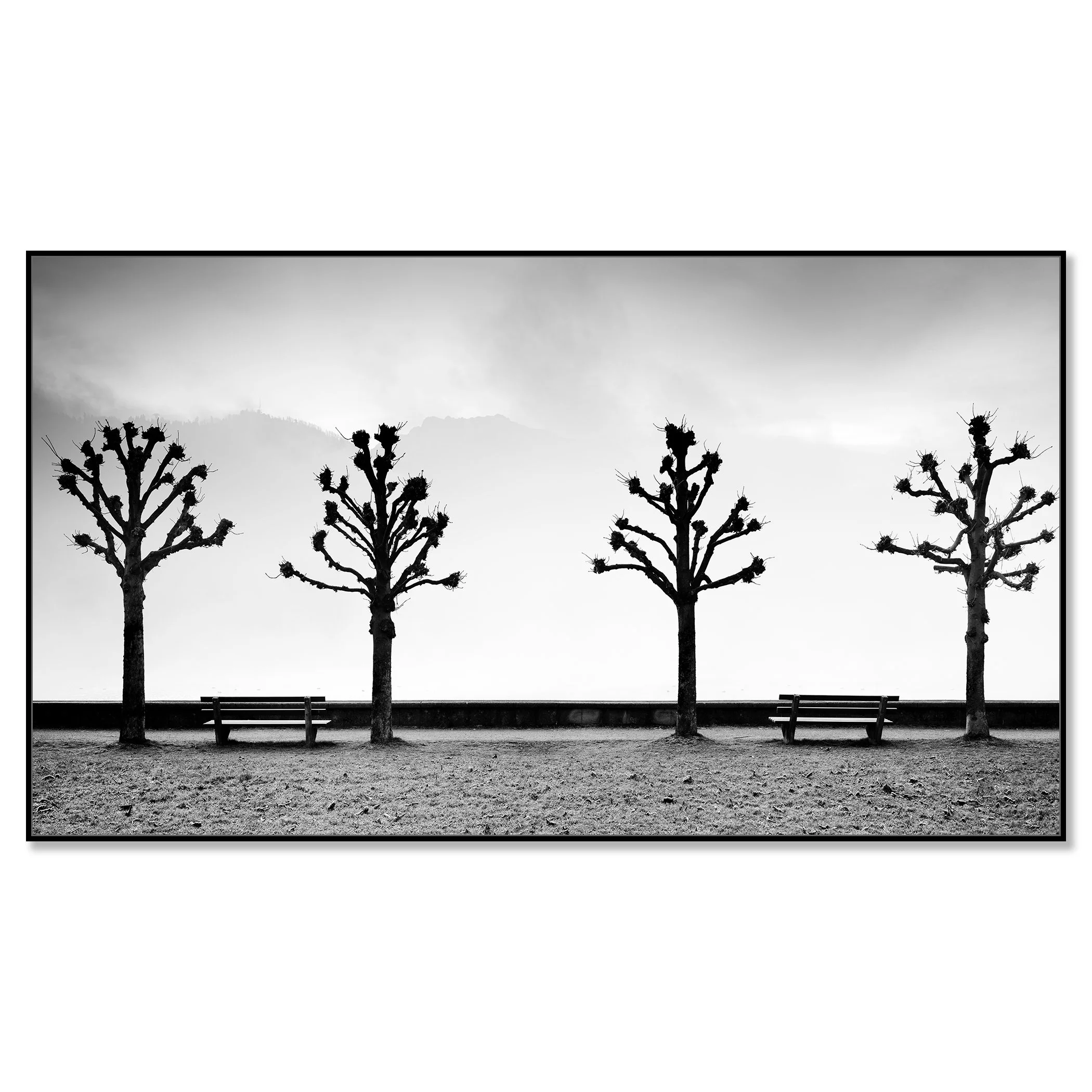 Esplanade with Chestnut Trees by Gerald Berghammer, black-and-white Dibond print in a white aluminium ArtBox frame.