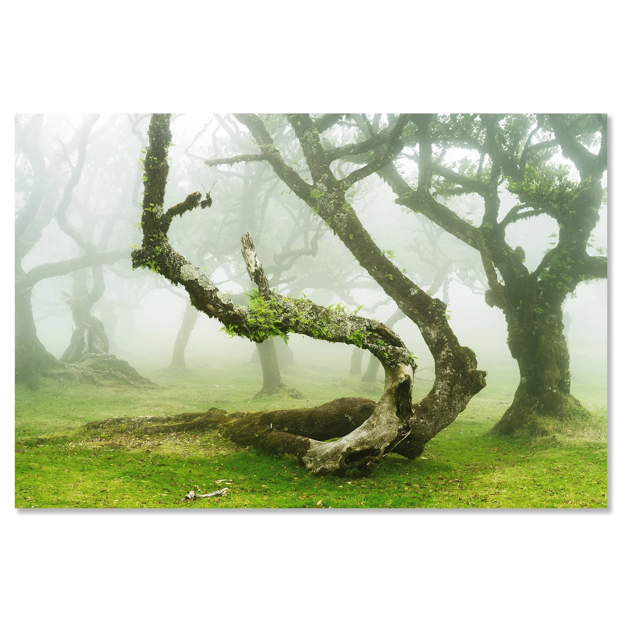 Mystical Twisted Laurel Trees Study 1 as a frameless ChromaLuxe colour fine art print by Gerald Berghammer.