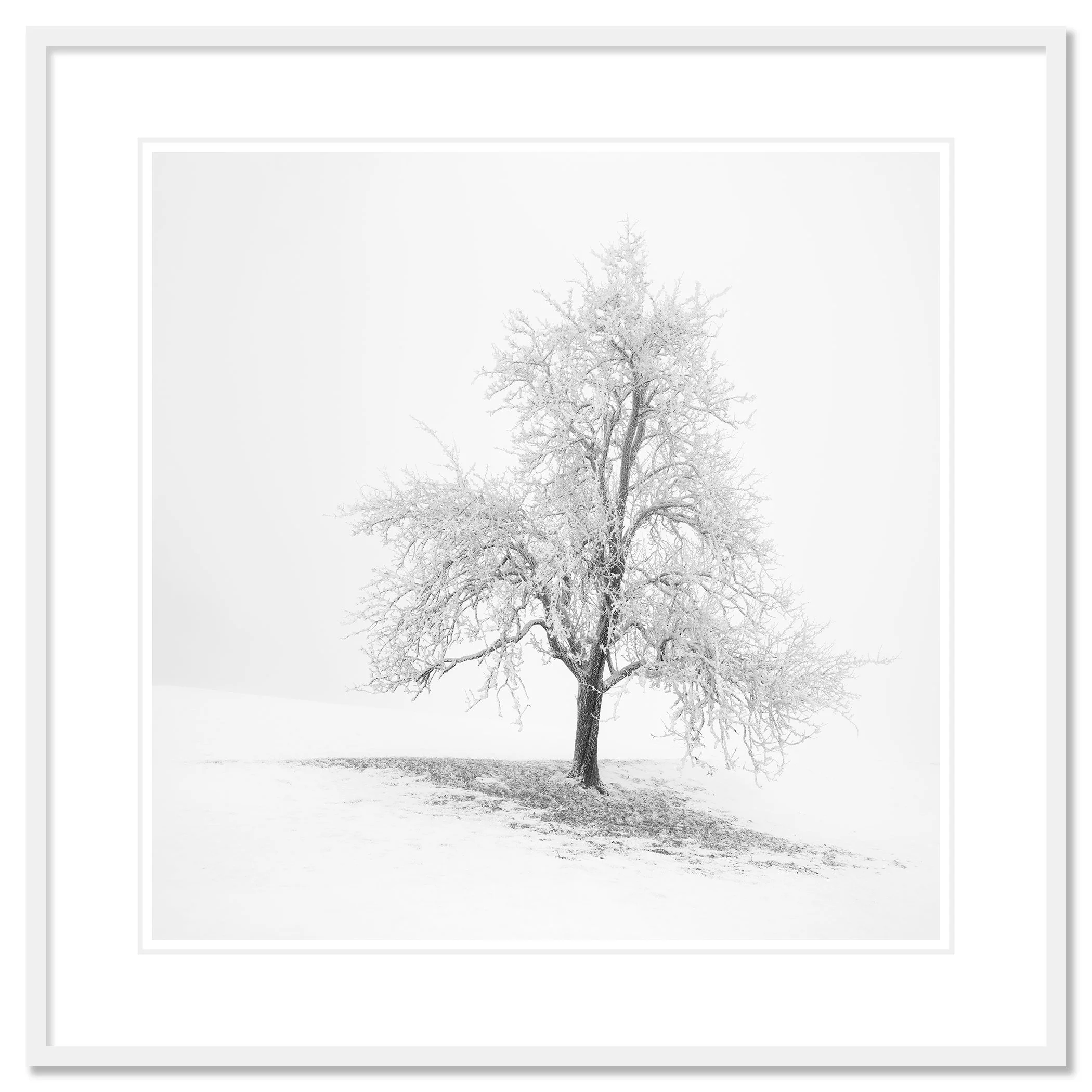 Frosted Winter Tree – Austria in a white aluminium frame with a white mount by Gerald Berghammer.