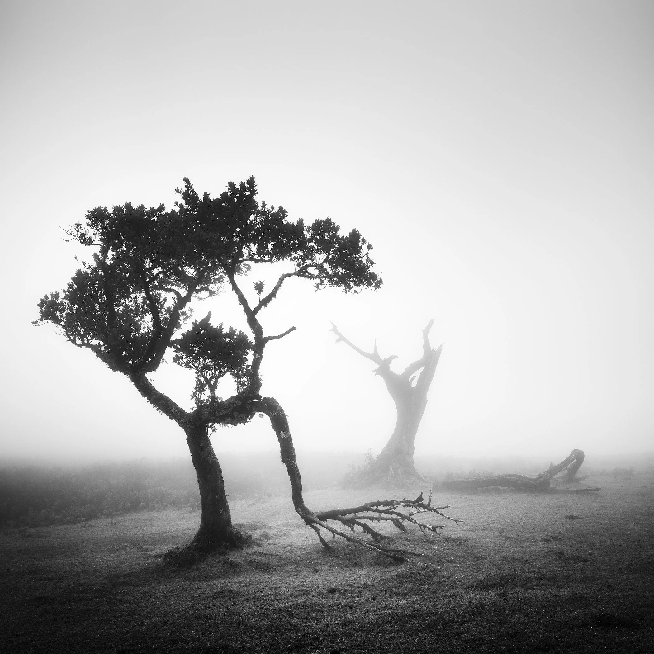 Black-and-white foggy Madeira scene with two leafless trees; one stands upright while the other leans and appears partially fallen. Photo by Gerald Berghammer.