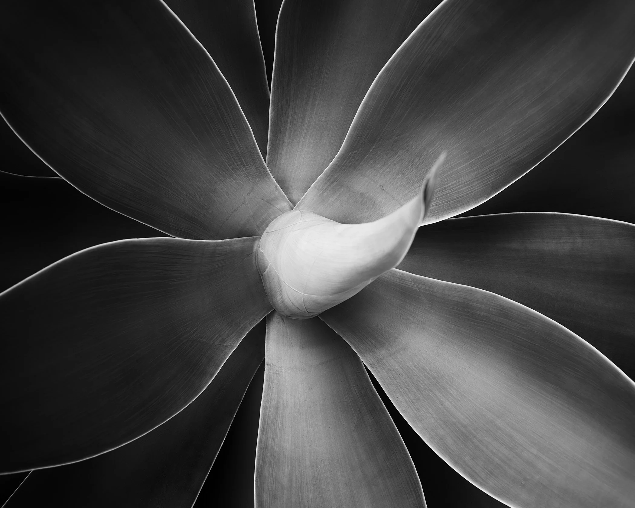 © 2021 Gerald Berghammer - Black-and-white macro photograph of a flower showing layered petals, gentle tonal transitions, and fine texture in close-up.