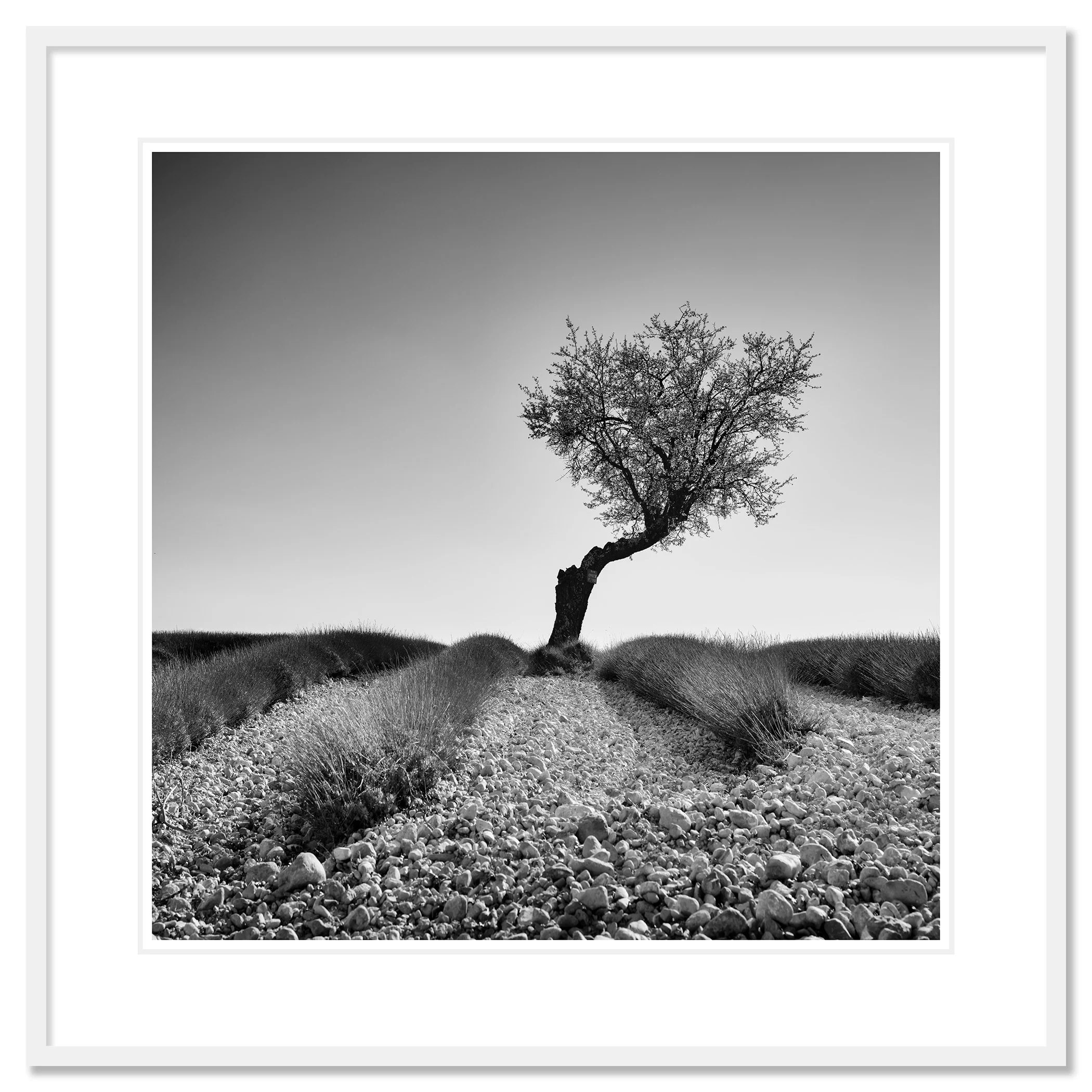 Tree in a Stony Lavender Field Study 1, archival pigment print in a white aluminium frame with white mount by Gerald Berghammer.
