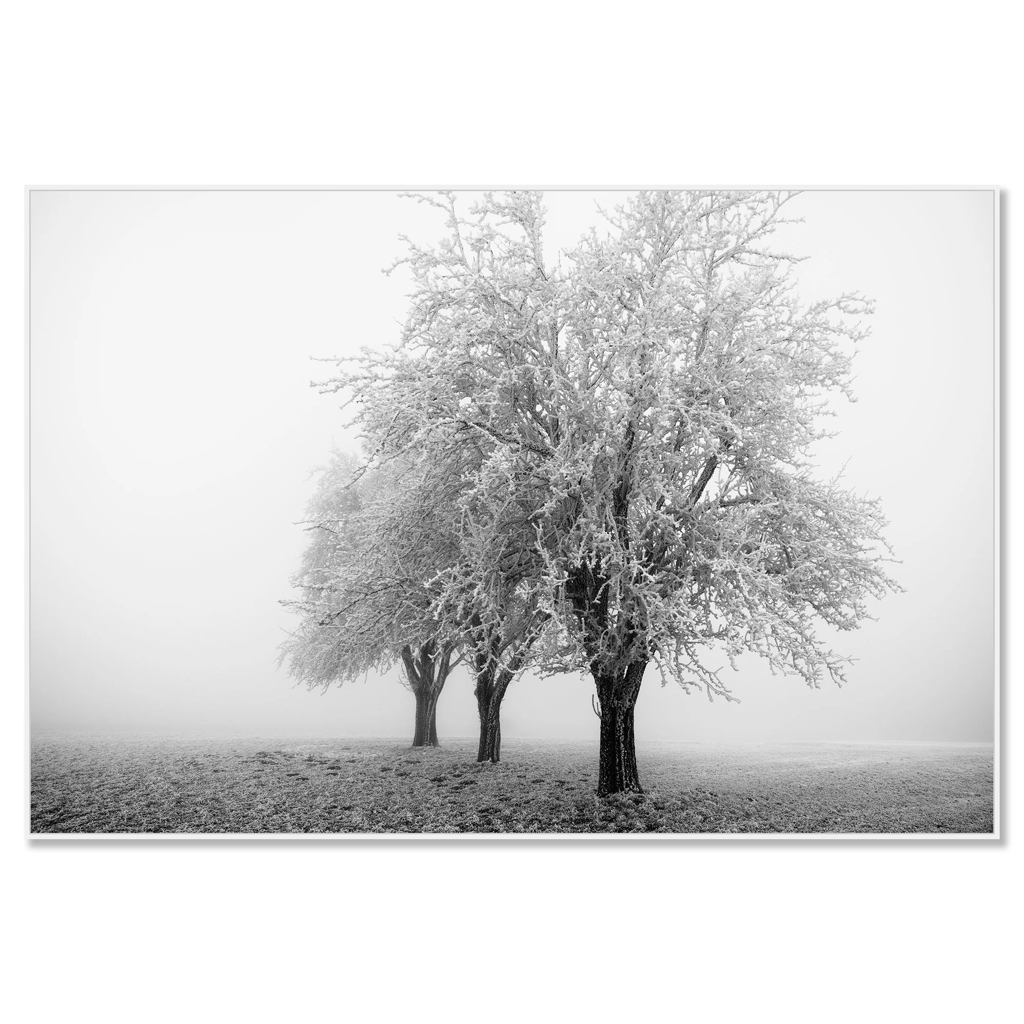 Frozen Apple Trees Study 3 mounted on aluminium Dibond in a white ArtBox frame by Gerald Berghammer.