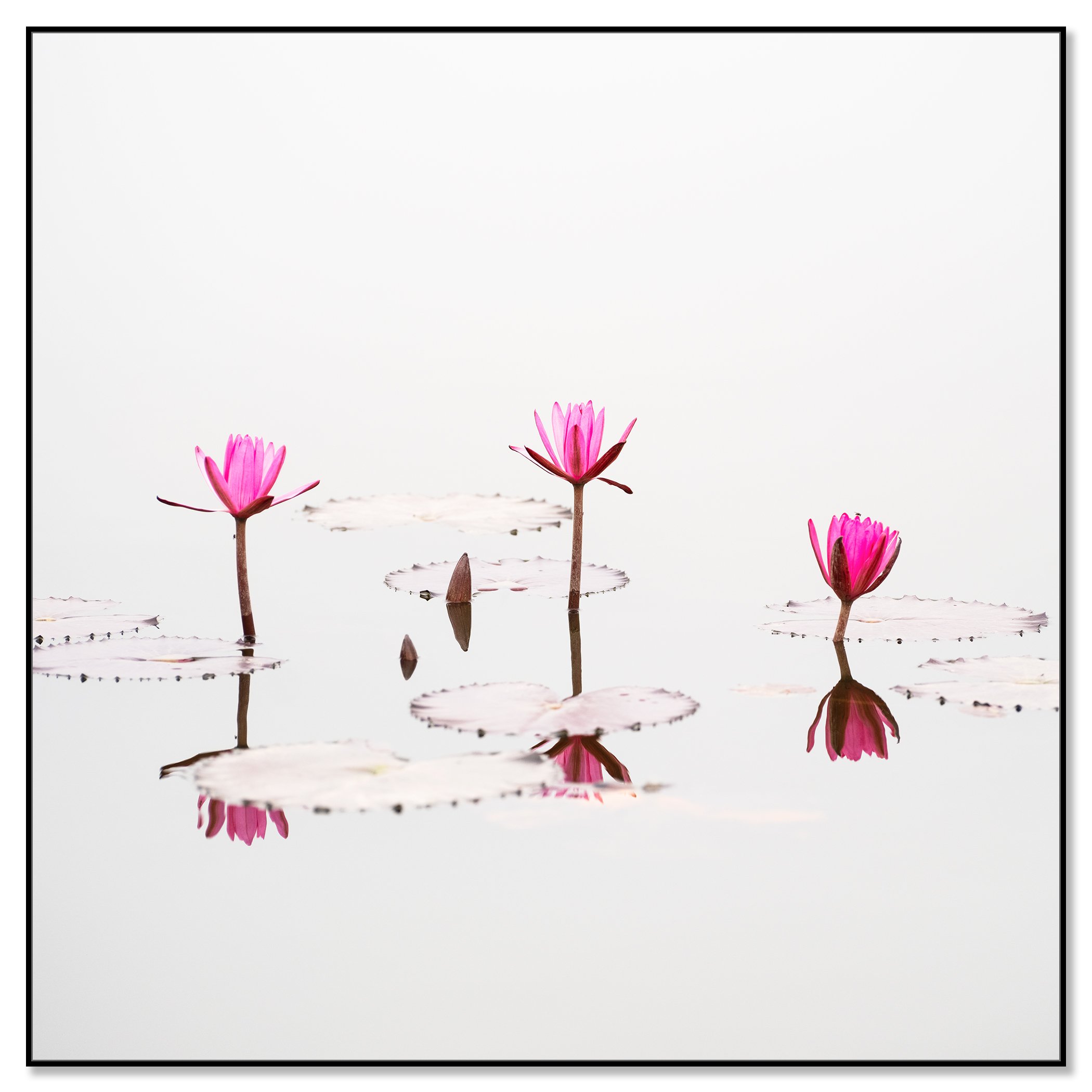 Nelumbo nucifera, Study 1 – Vietnam, colour photograph in a black aluminium ArtBox frame.