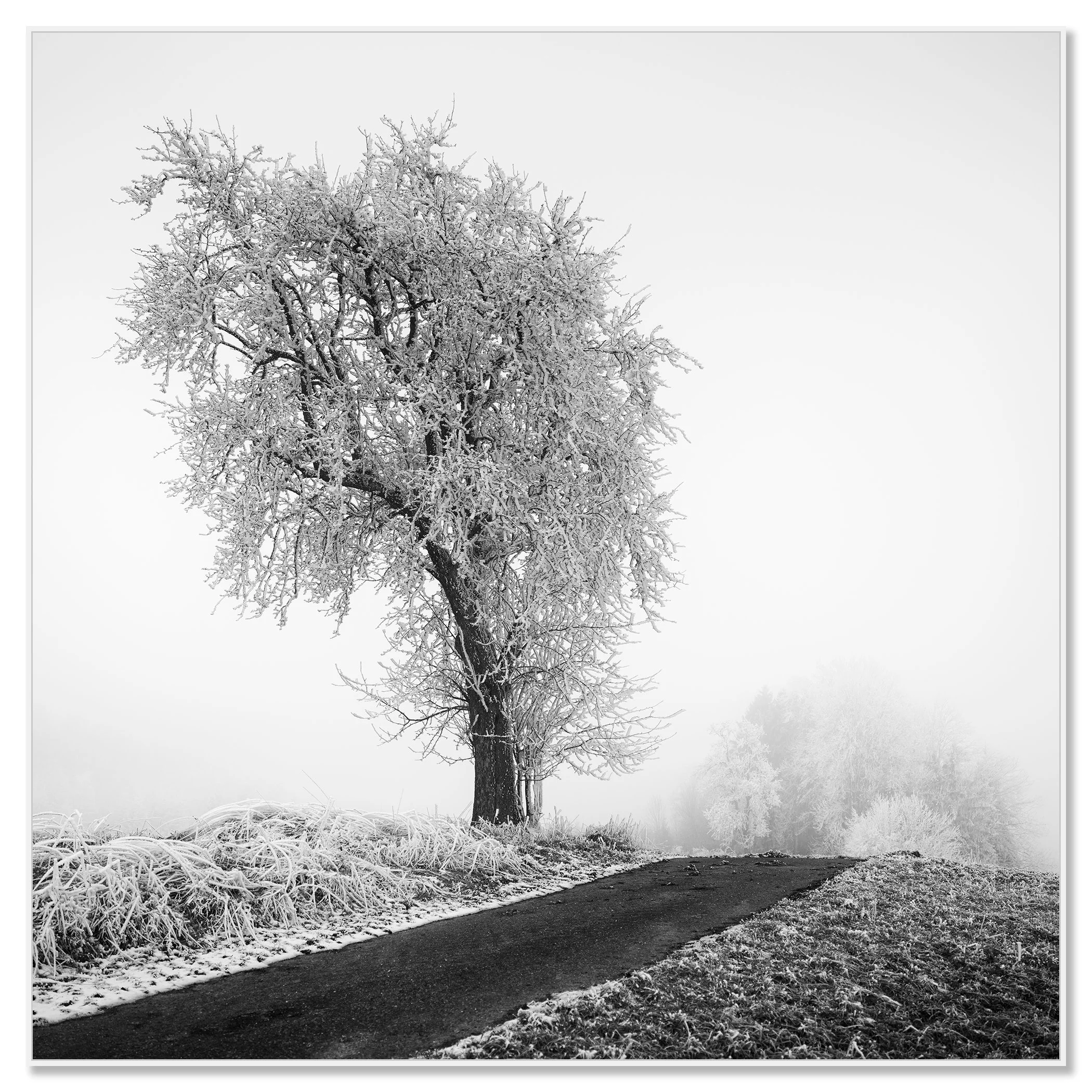 Frost-covered tree standing next to a narrow countryside road in thick fog – framed ArtBox white