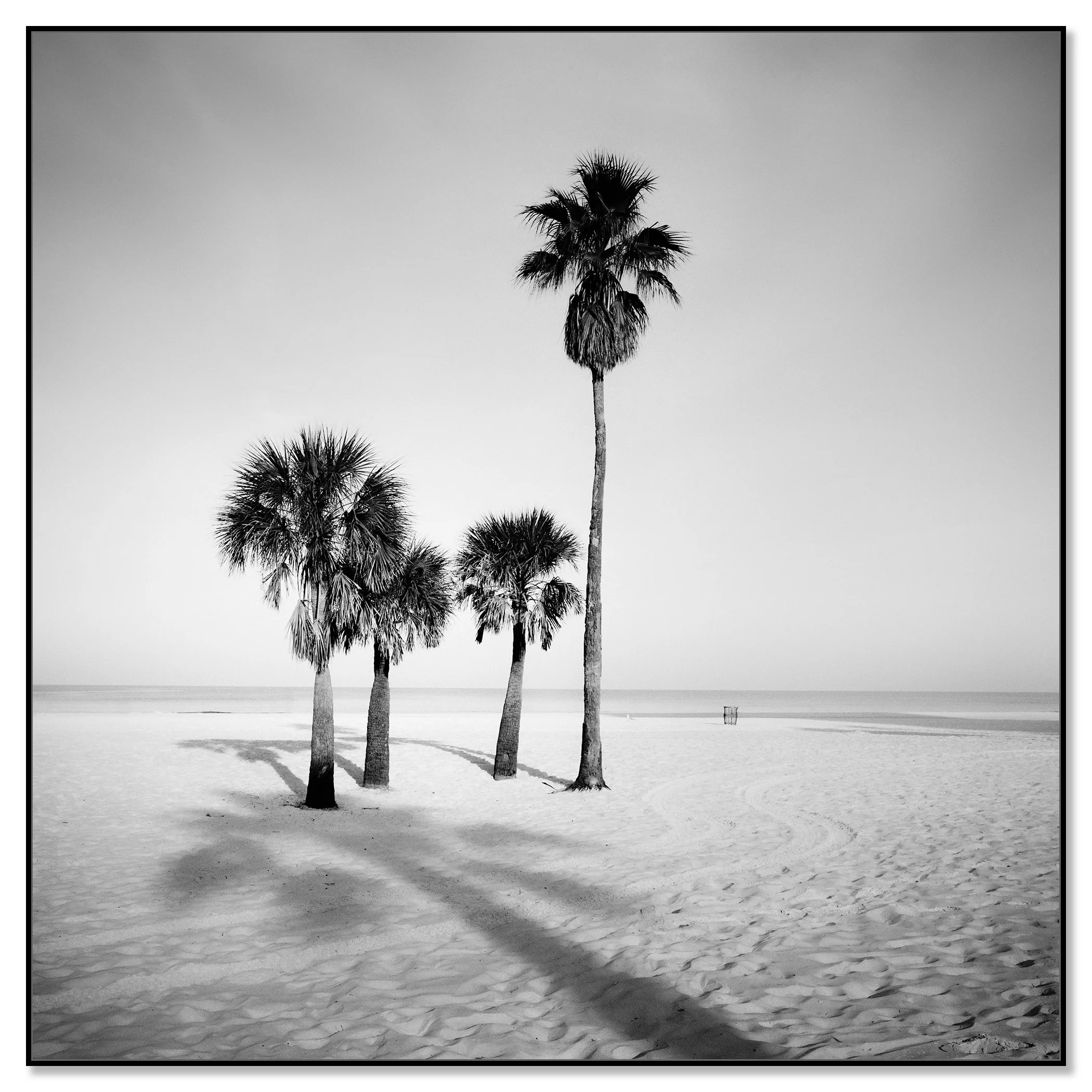 Black and white photo of five palm trees on a quiet sandy beach with long shadows – framed ArtBox black