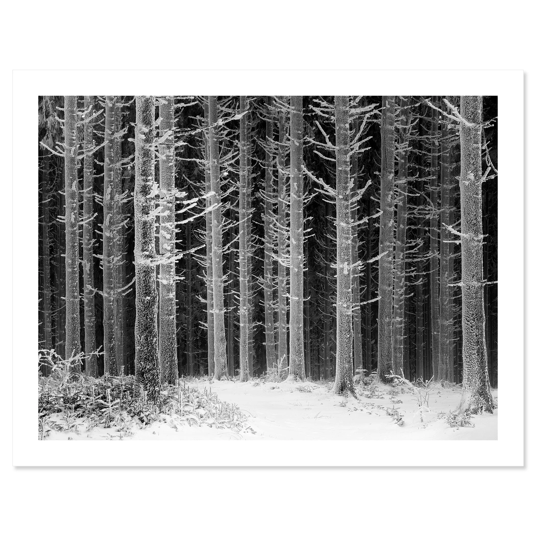 Path Through the Frosted Forest – Austria, black-and-white archival fine art print by Gerald Berghammer.