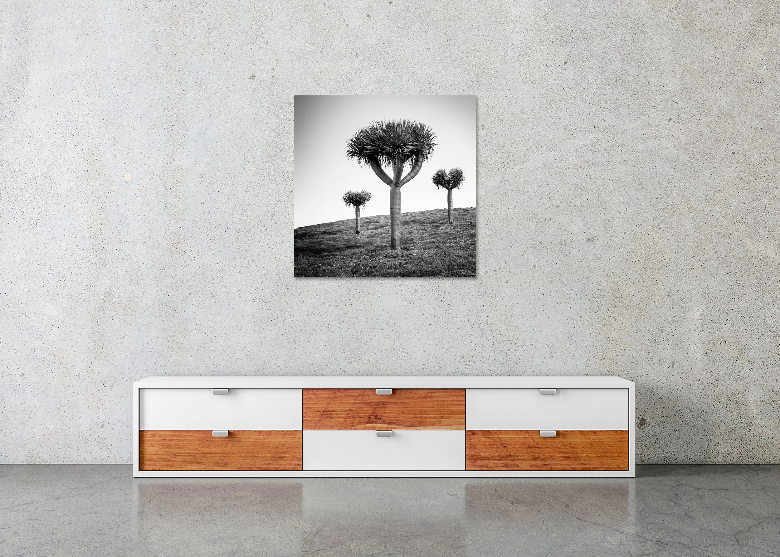 Canary Islands Dragon Tree displayed in a modern interior as a frameless black-and-white artwork mounted on aluminium Dibond by Gerald Berghammer.