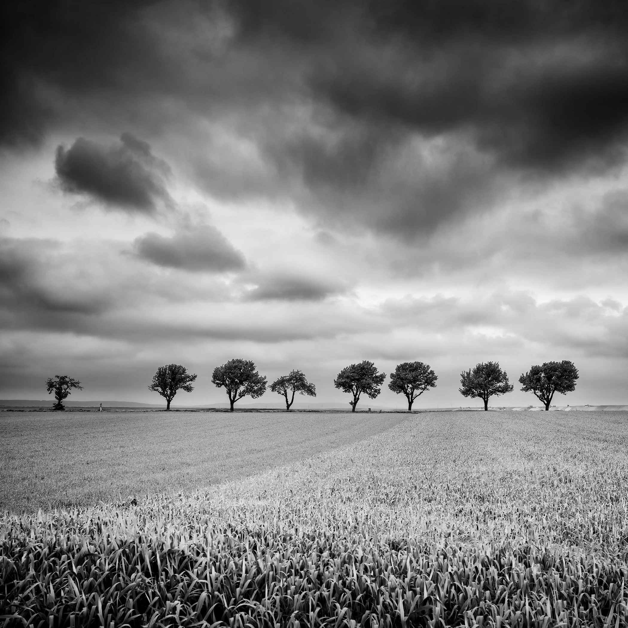 © 2023 Gerald Berghammer - Black and white landscape photography. Field with uniform crops, seven evenly spaced trees in the distance, and a cloudy sky overhead.