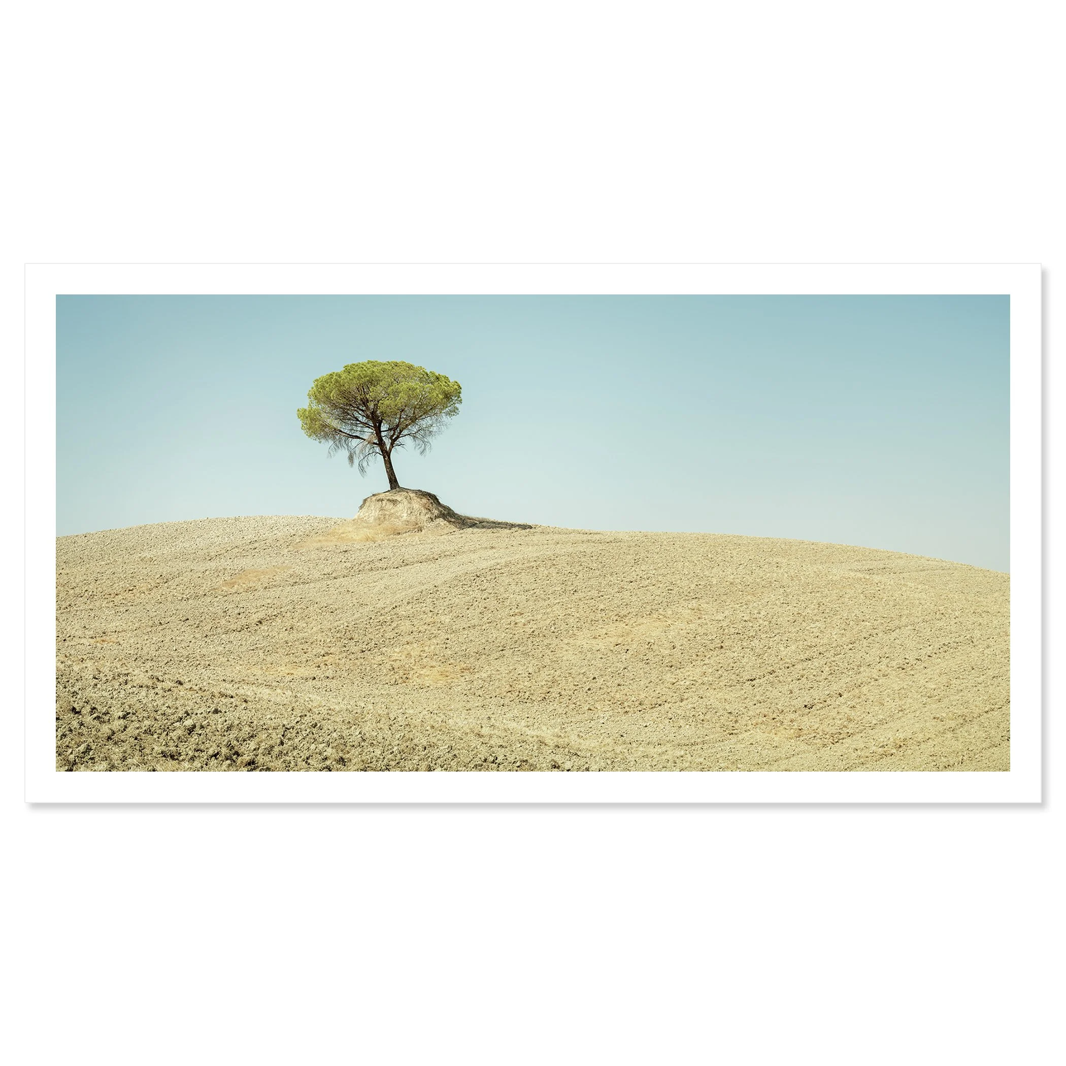 Italian Stone Pines, Study 6 – minimalist Tuscan colour photograph as an archival pigment print with a white border. Photo by Gerald Berghammer.