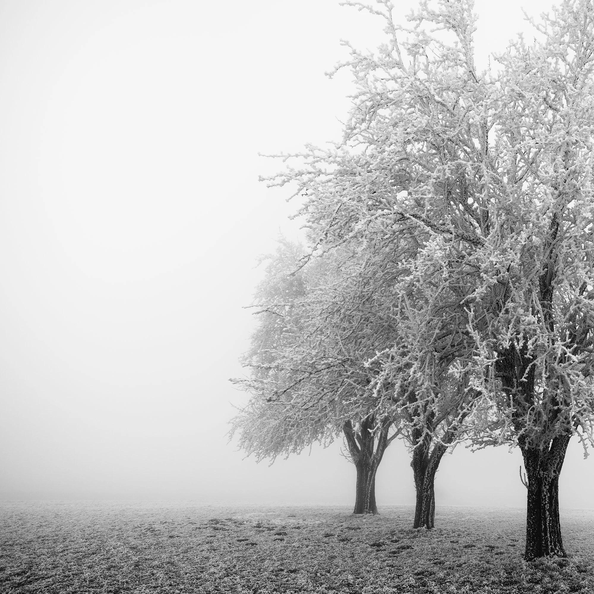 Detail of Frozen Apple Trees Study 3 showing frost-covered trees against winter fog in Austria by Gerald Berghammer.