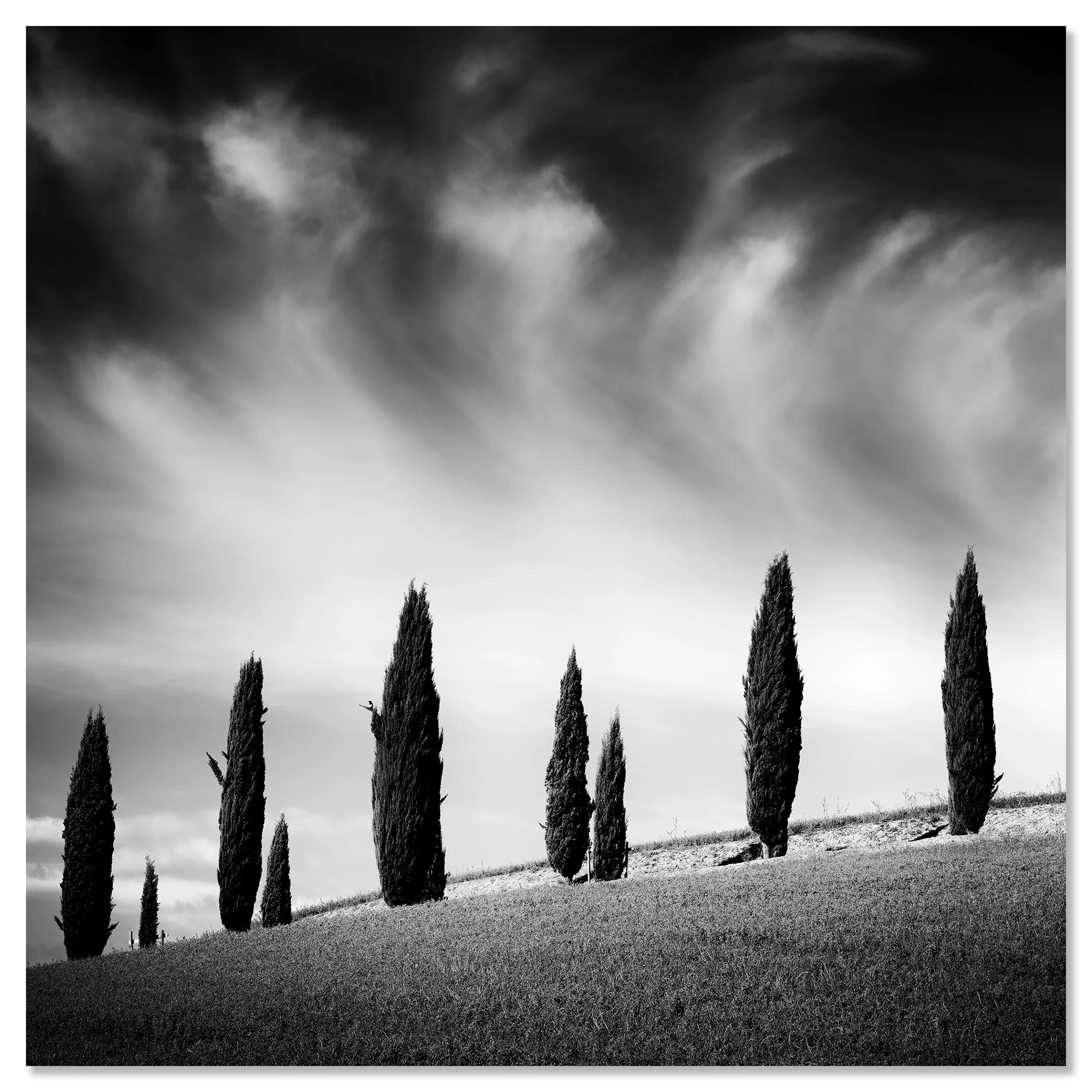 Black and white landscape with slender cypress trees on a gentle hill under a dramatic cloudy sky – dibond frameless