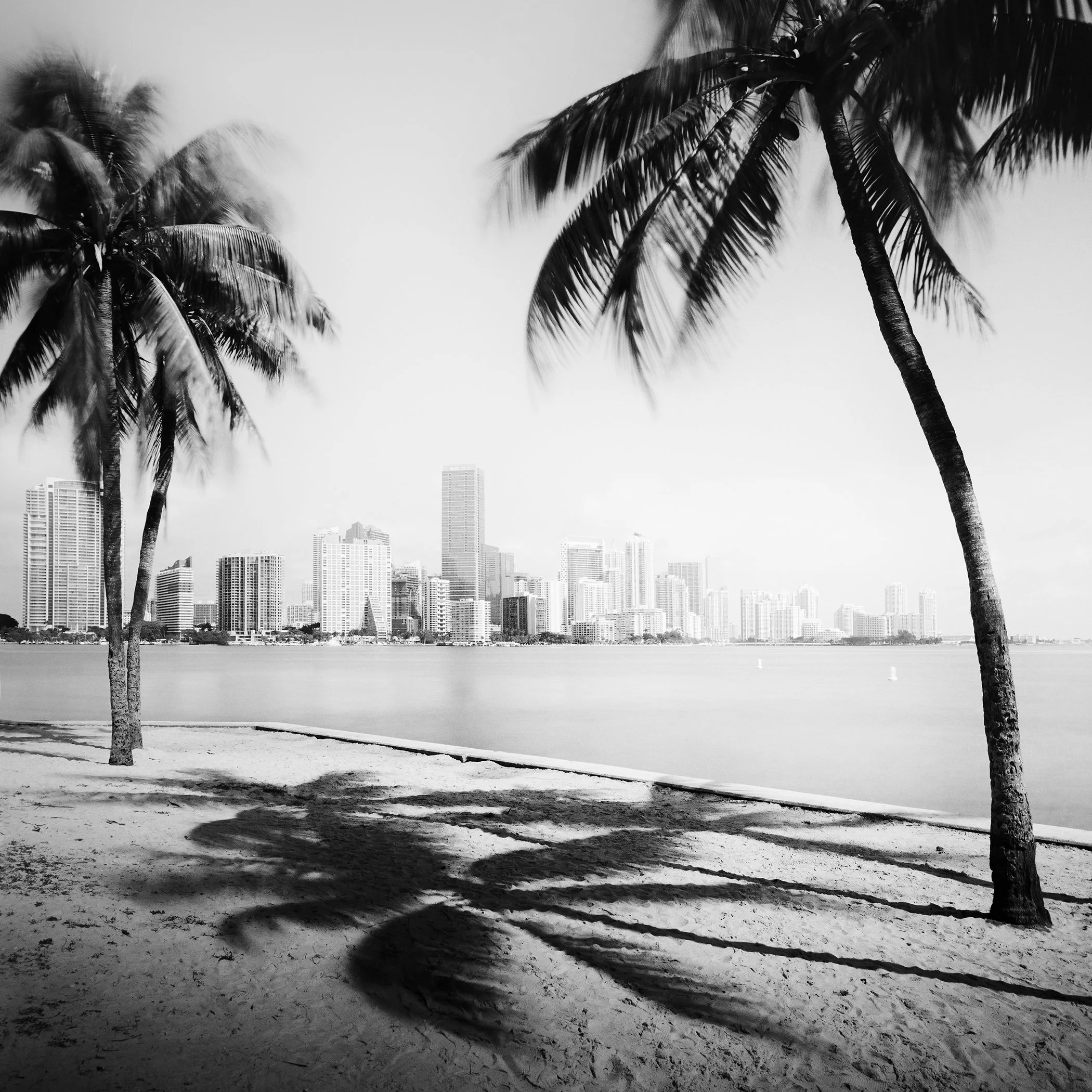 Gerald Berghammer - Black and white cityscape photography. Beach with palm trees in the foreground and the city skyline of Miami Beach in the background.