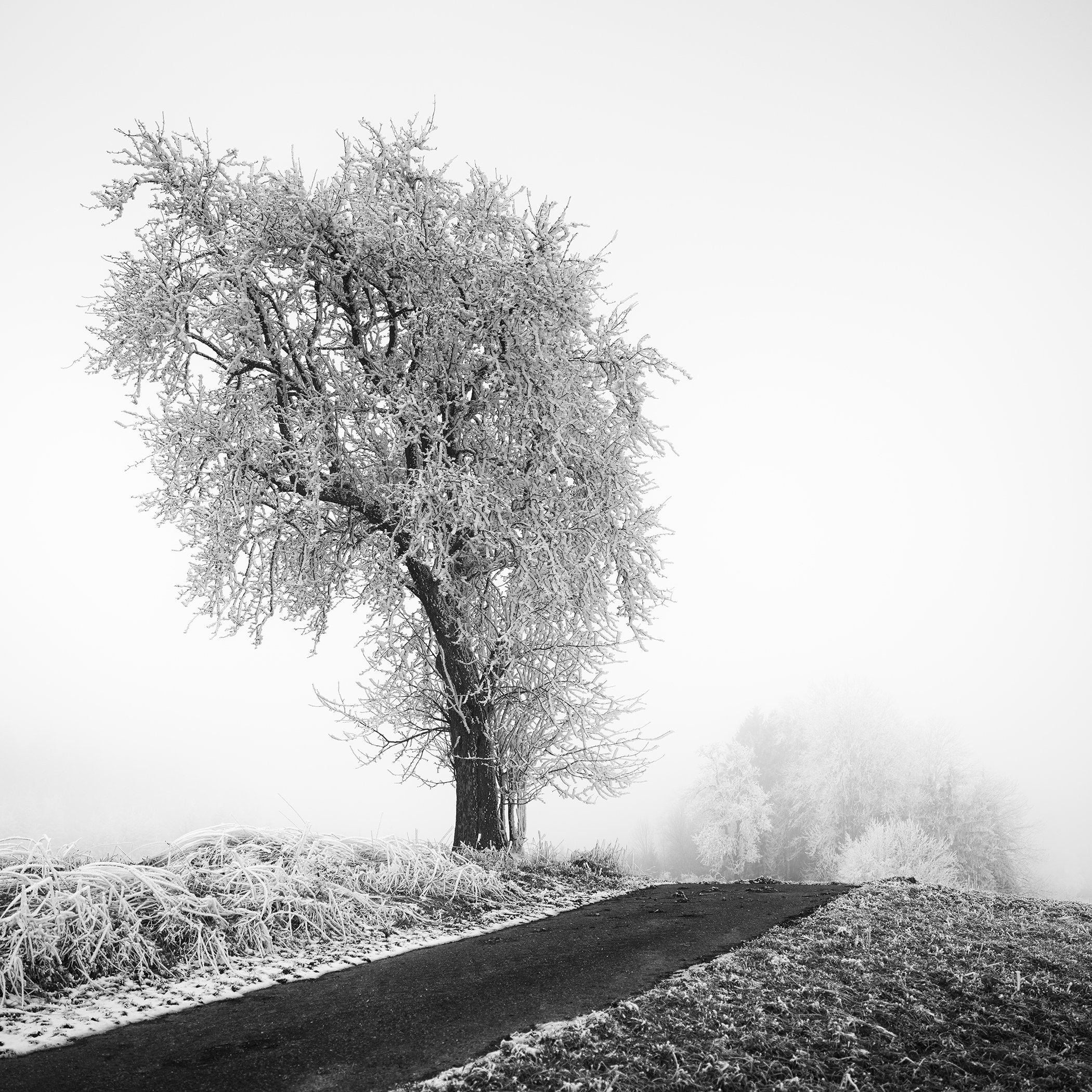 Black-and-white photo of a frost-covered tree beside a path in foggy winter weather.