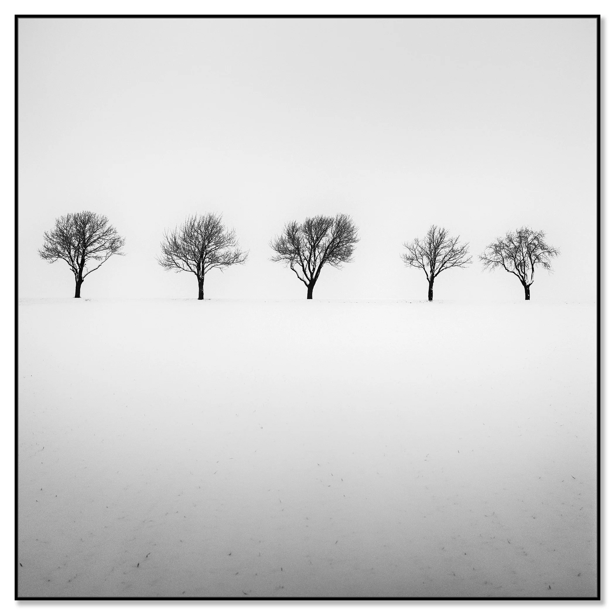 Five Trees in Snowy Field by Gerald Berghammer shown in a black aluminium ArtBox frame.