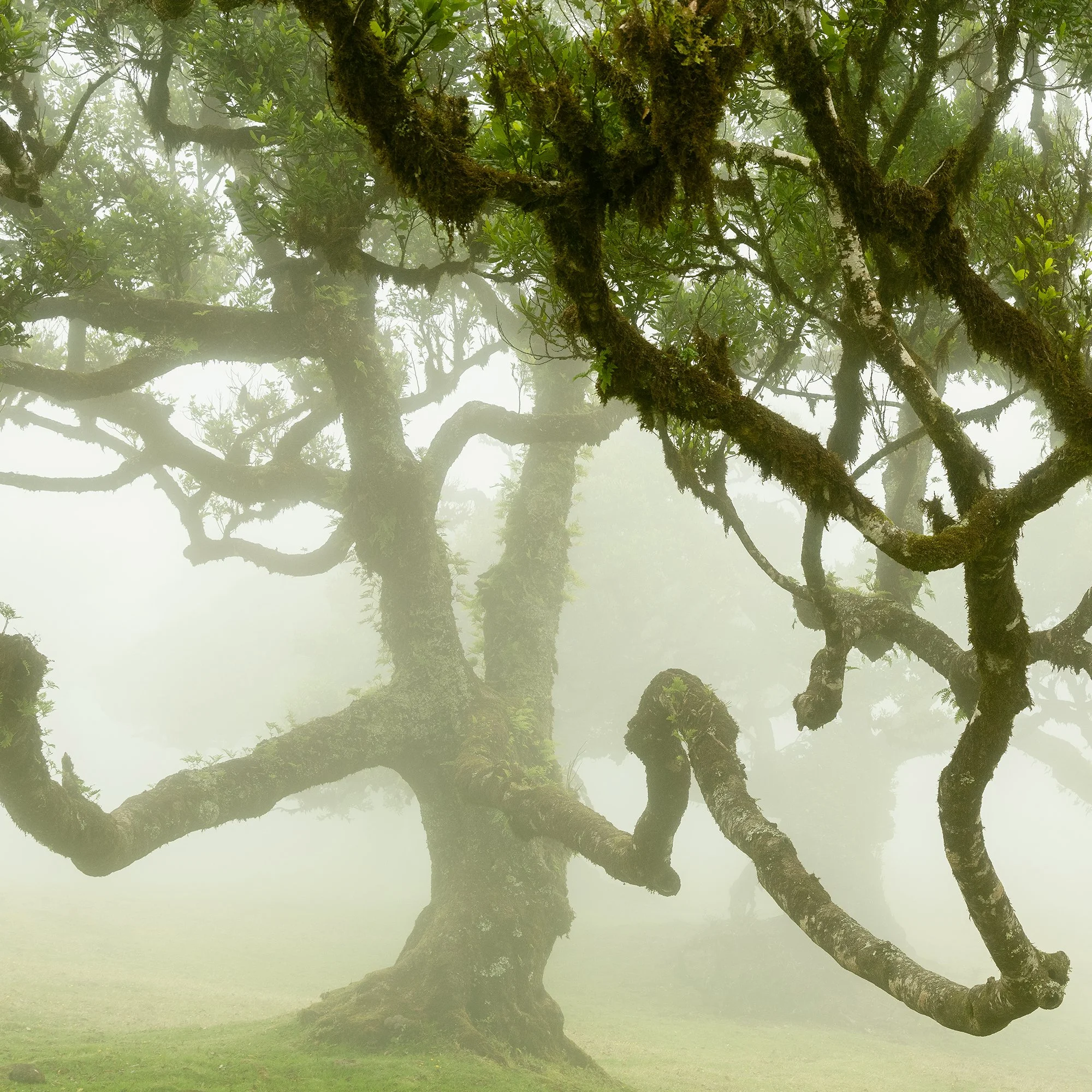 Gerald Berghammer - Limited color landscape photography - Gnarled laurel trees on a grassy hill shrouded in fog, with lush green leaves and twisted branches. Print detail 3