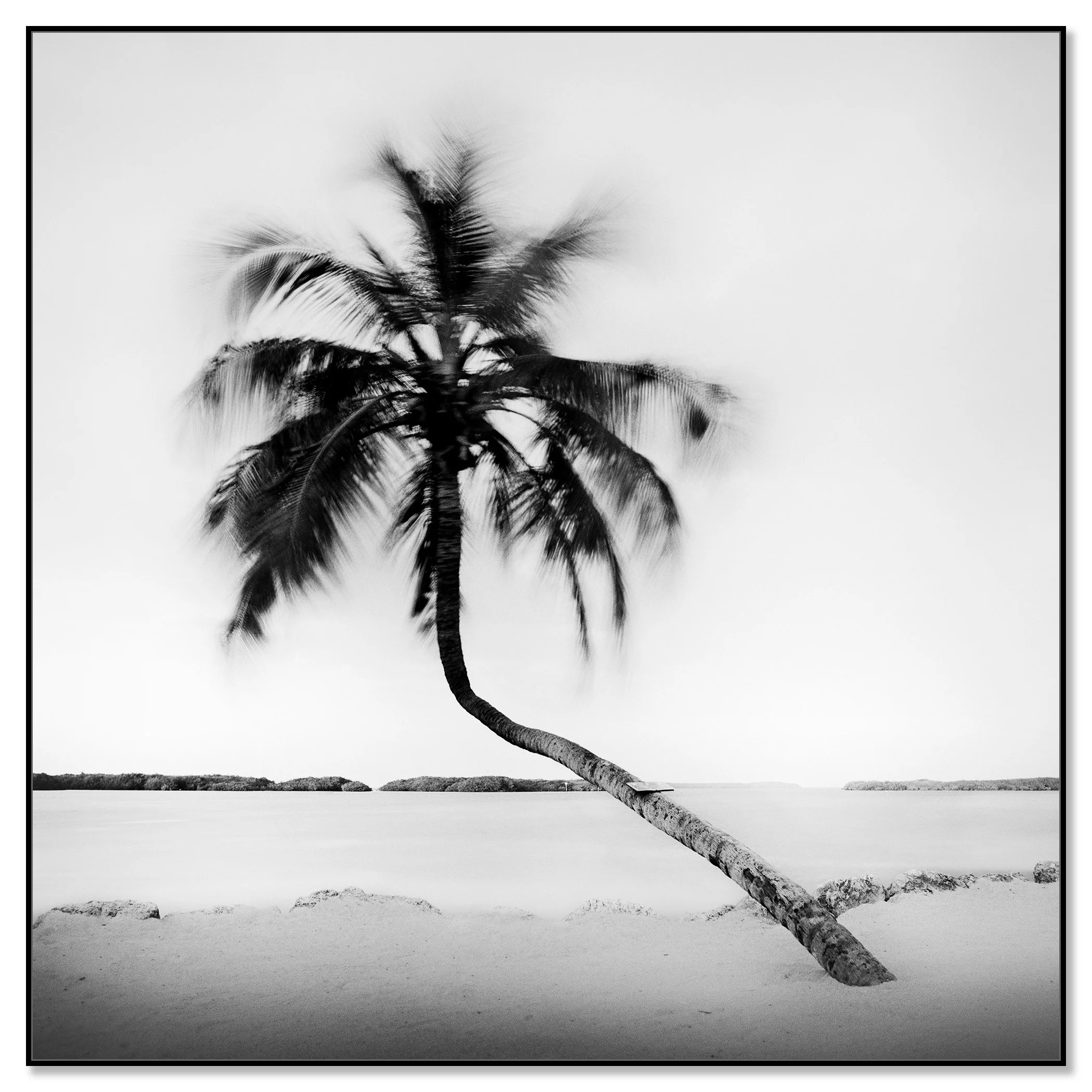 Bent Palm Study 1 presented in a black aluminium ArtBox frame by Gerald Berghammer.