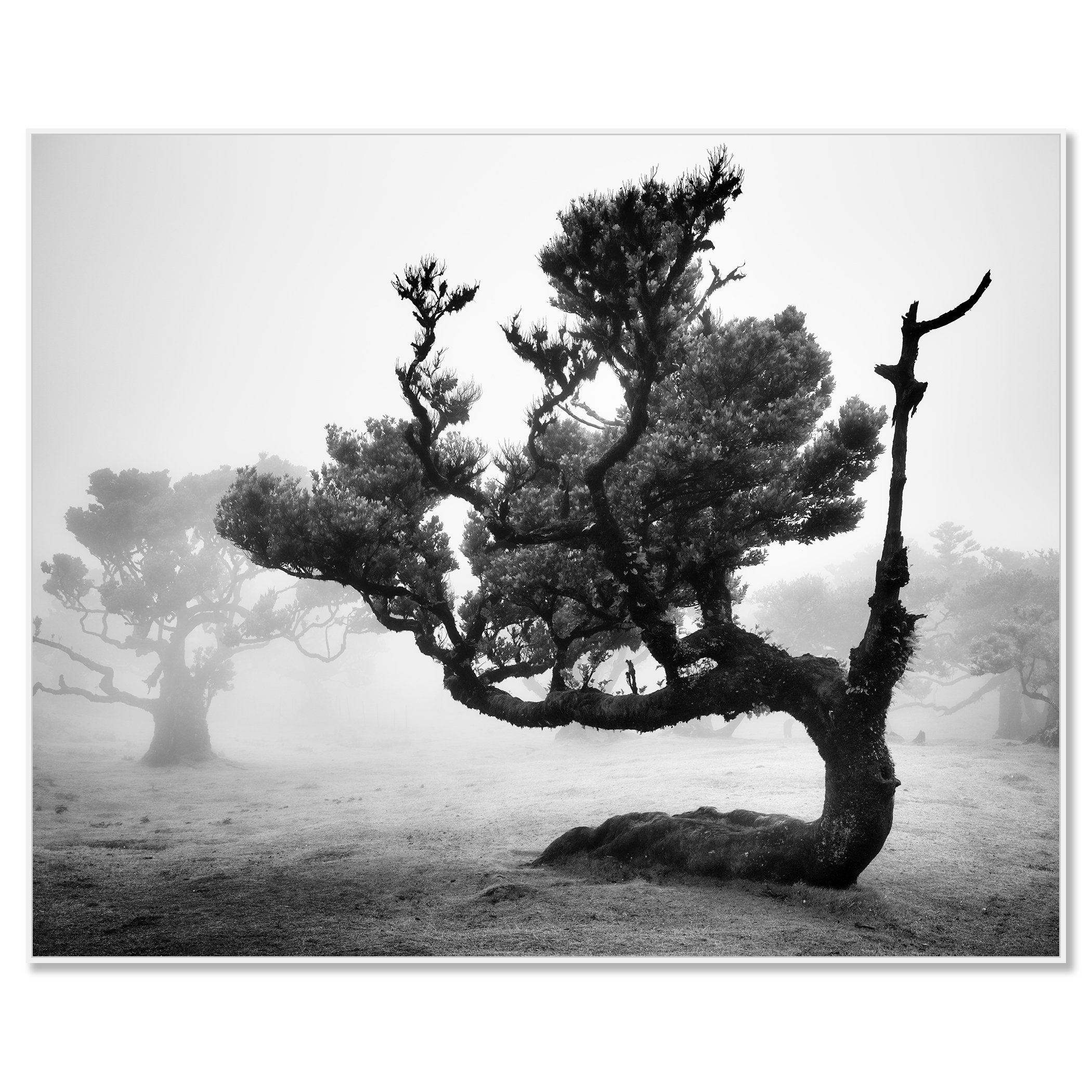 Ancient Laurisilva Forest Study 12 by Gerald Berghammer mounted on aluminium Dibond in a white ArtBox frame.