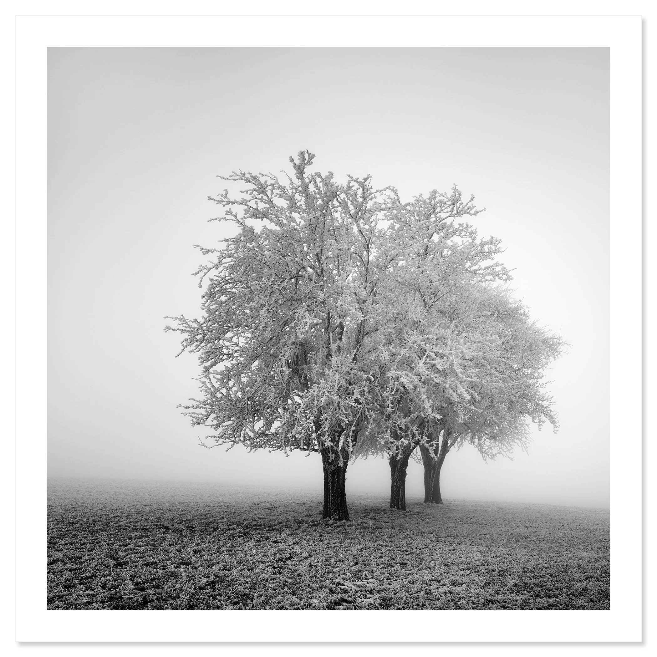 Frozen Apple Trees Study 2 as an archival pigment fine art print on Hahnemühle Photo Rag Baryta by Gerald Berghammer.
