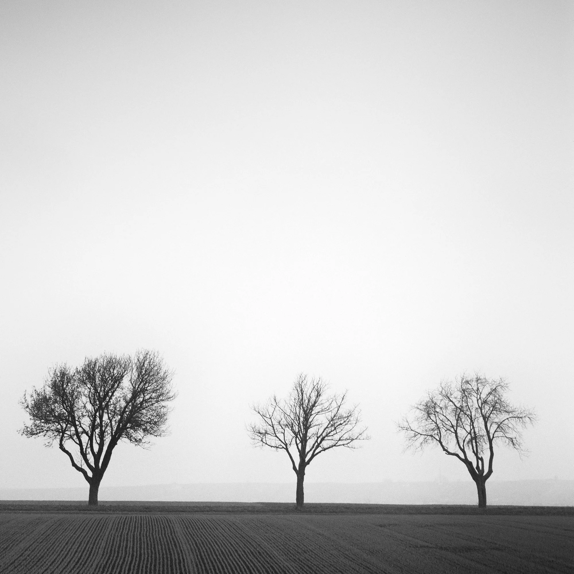 Detail of leafless cherry trees and parallel cultivated field lines in Cherry Tree Avenue, Study 1 by Gerald Berghammer.