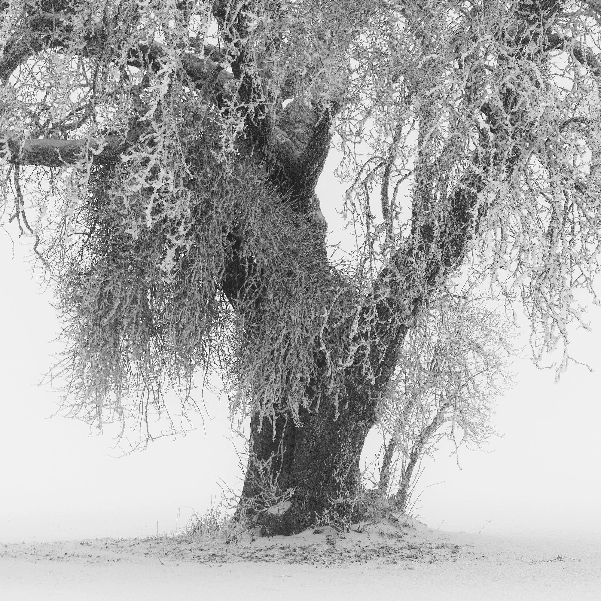 Detail view of Minimalist Winter Tree Study 1 – Austria, showing tonal range and crisp branch detail in the fine art print.