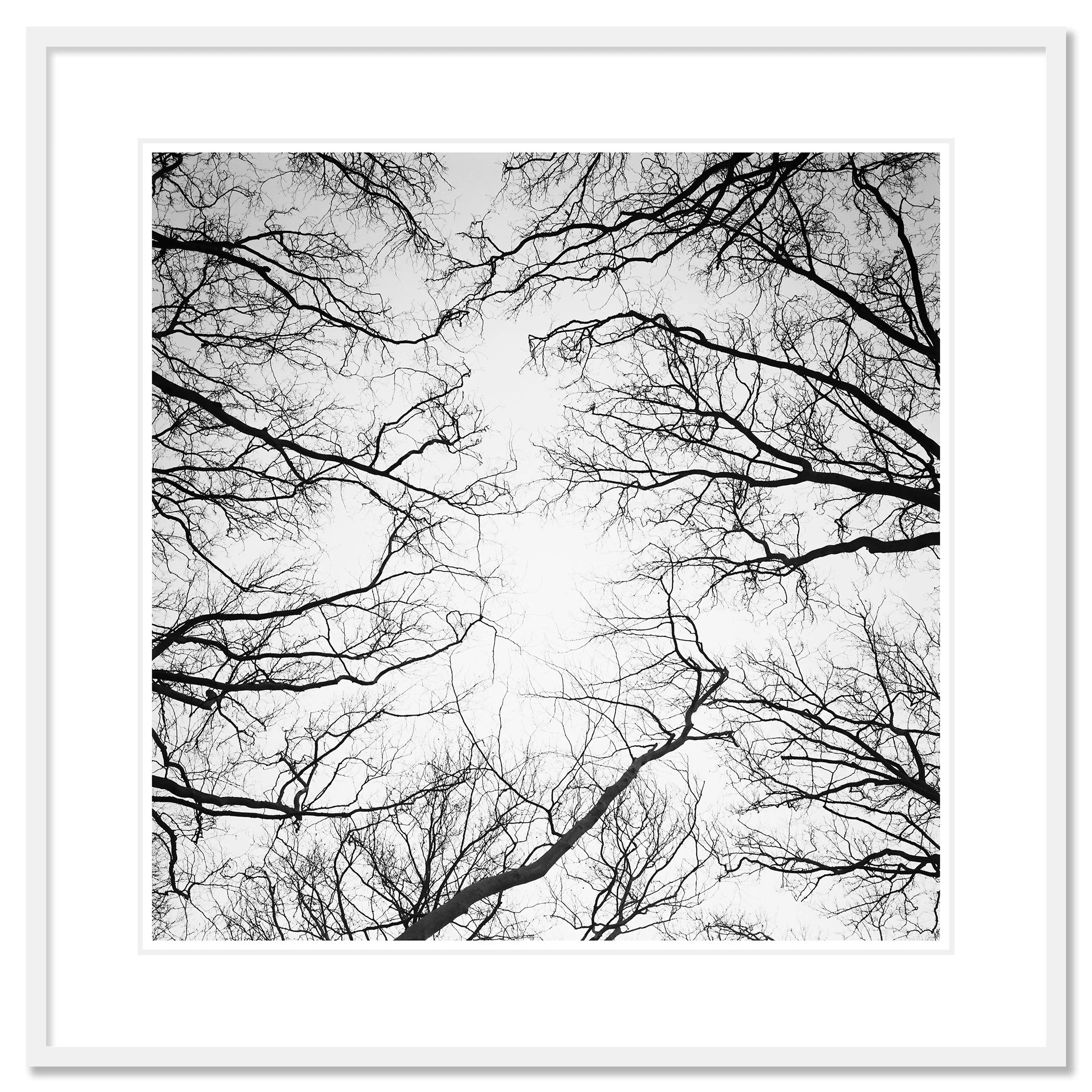 © 2017 Gerald Berghammer - Black and white abstract landscape photography. Leafless tree branches against a gray sky, looking up from the ground, Paris. Classic framed white