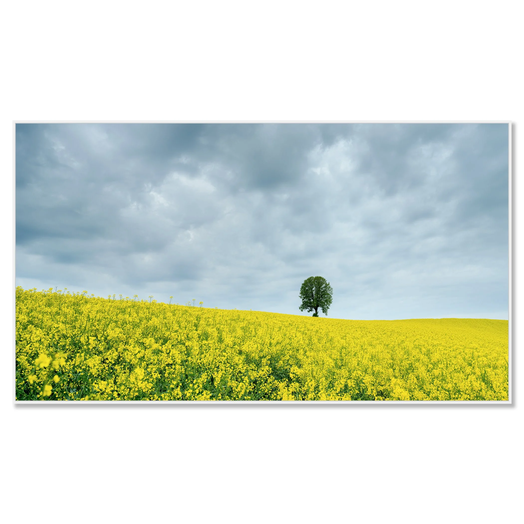Tree in a Yellow Rapeseed Field by Gerald Berghammer, colour photograph on aluminium Dibond in a white aluminium ArtBox frame.
