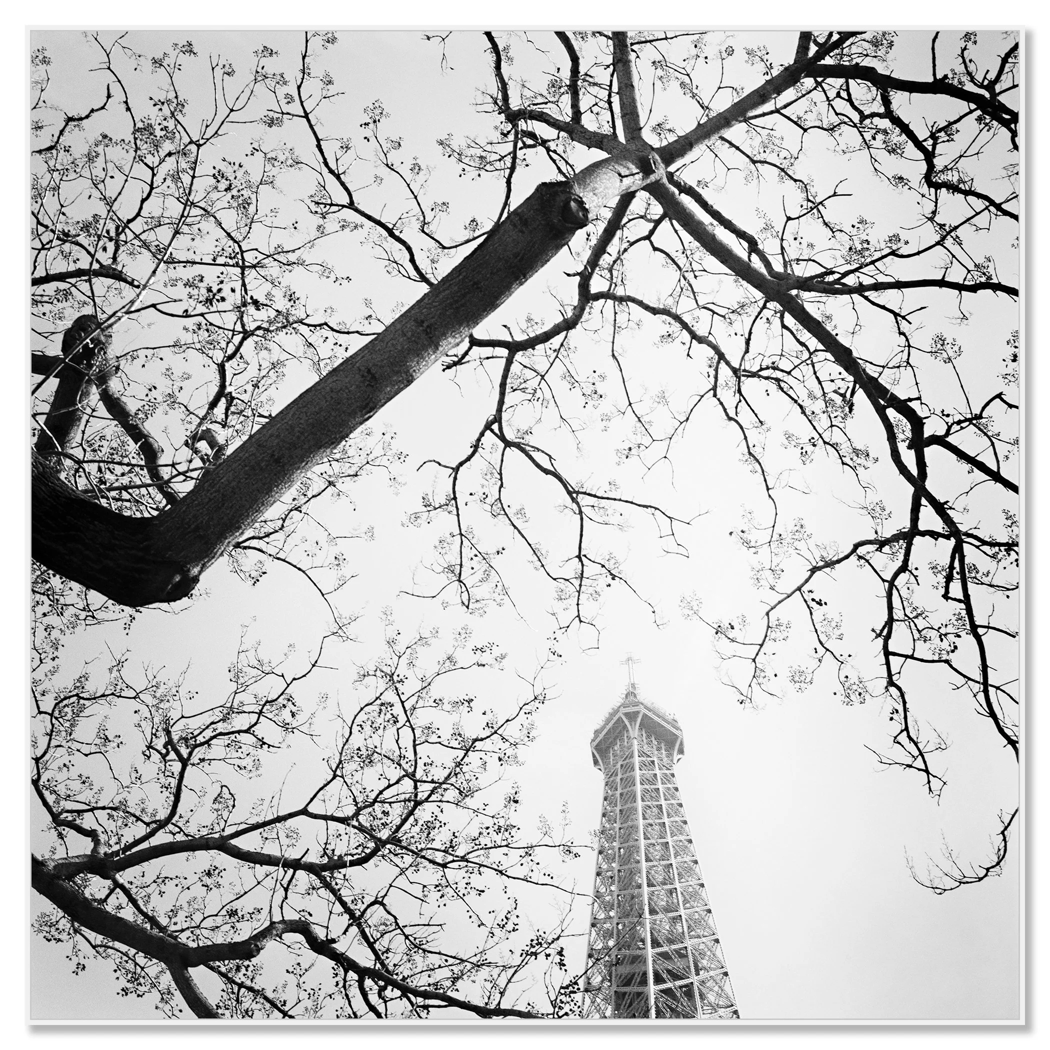 Tree and the Eiffel Tower – black-and-white fine art photograph on Dibond in a white aluminium ArtBox by Gerald Berghammer