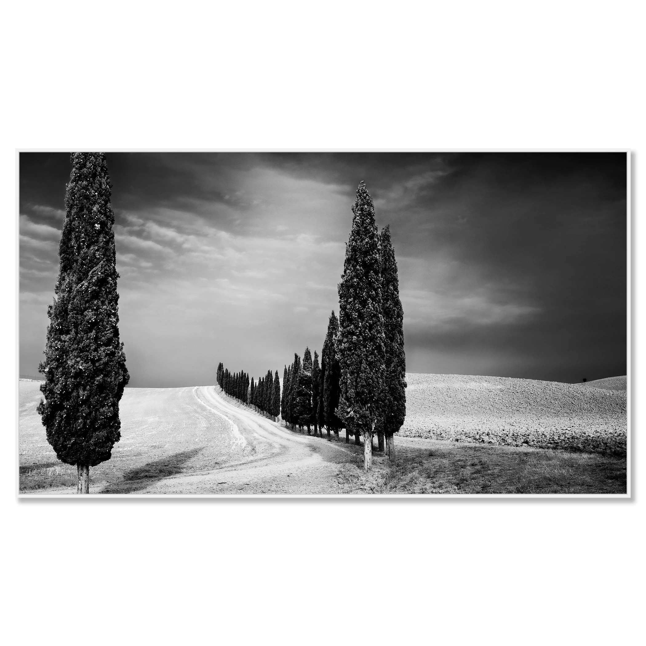 Cypress Tree Avenue Panorama Study 2 mounted on aluminium Dibond in a white ArtBox frame by Gerald Berghammer.