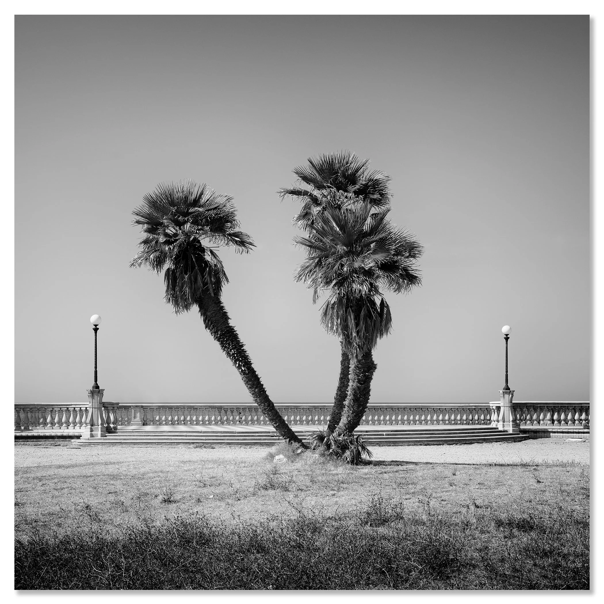 Palm trees line the Terrazza Mascagni promenade in Livorno, Tuscany with a coastal seafront walkway in soft morning light – dibond frameless