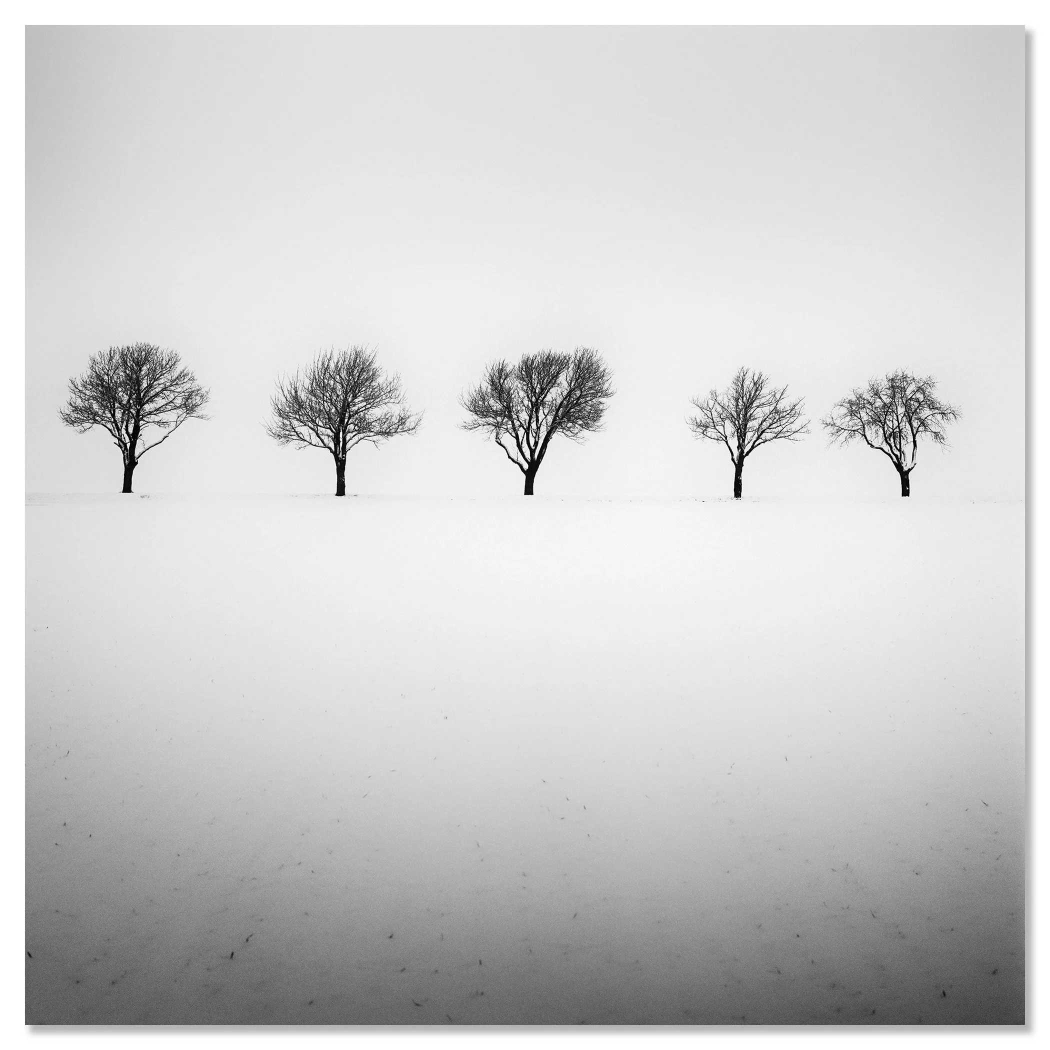 Minimalist winter scene with five leafless trees in a foggy snowy field – dibond frameless