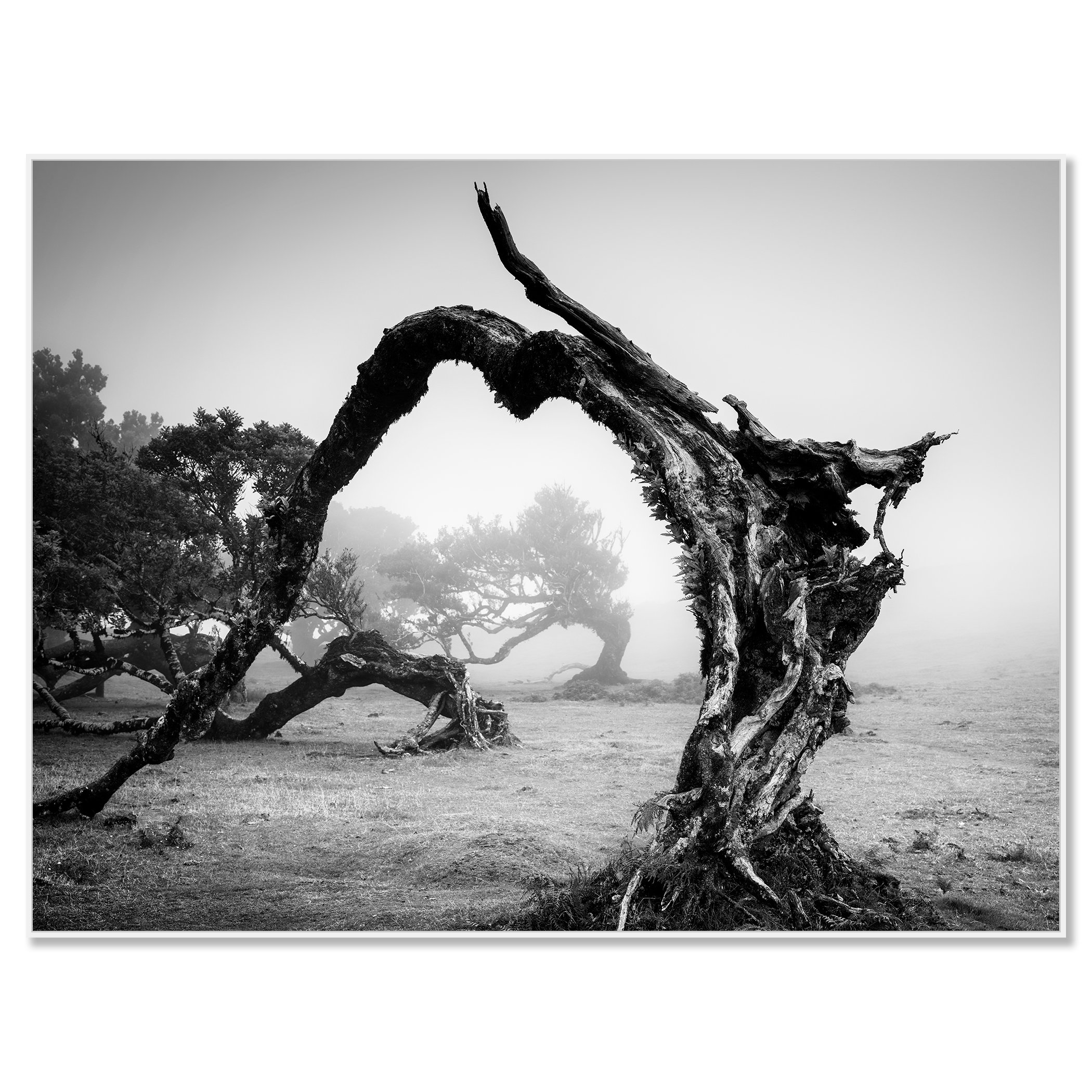 Bent Tree in the Fog Study 1 presented as a black-and-white Dibond print in a white aluminium ArtBox frame by Gerald Berghammer.