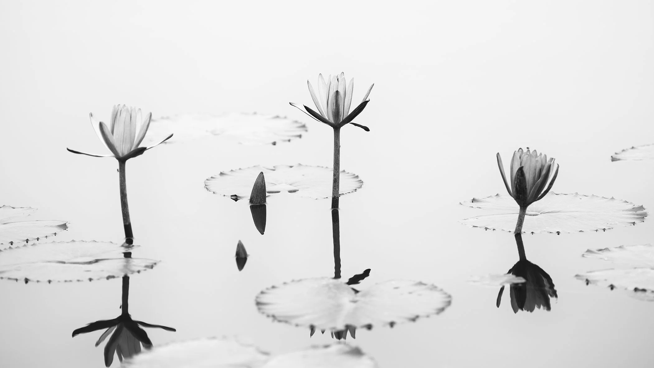 Minimalist black-and-white photograph of three lotus flowers reflected in still water in Vietnam. Photo by Gerald Berghammer.