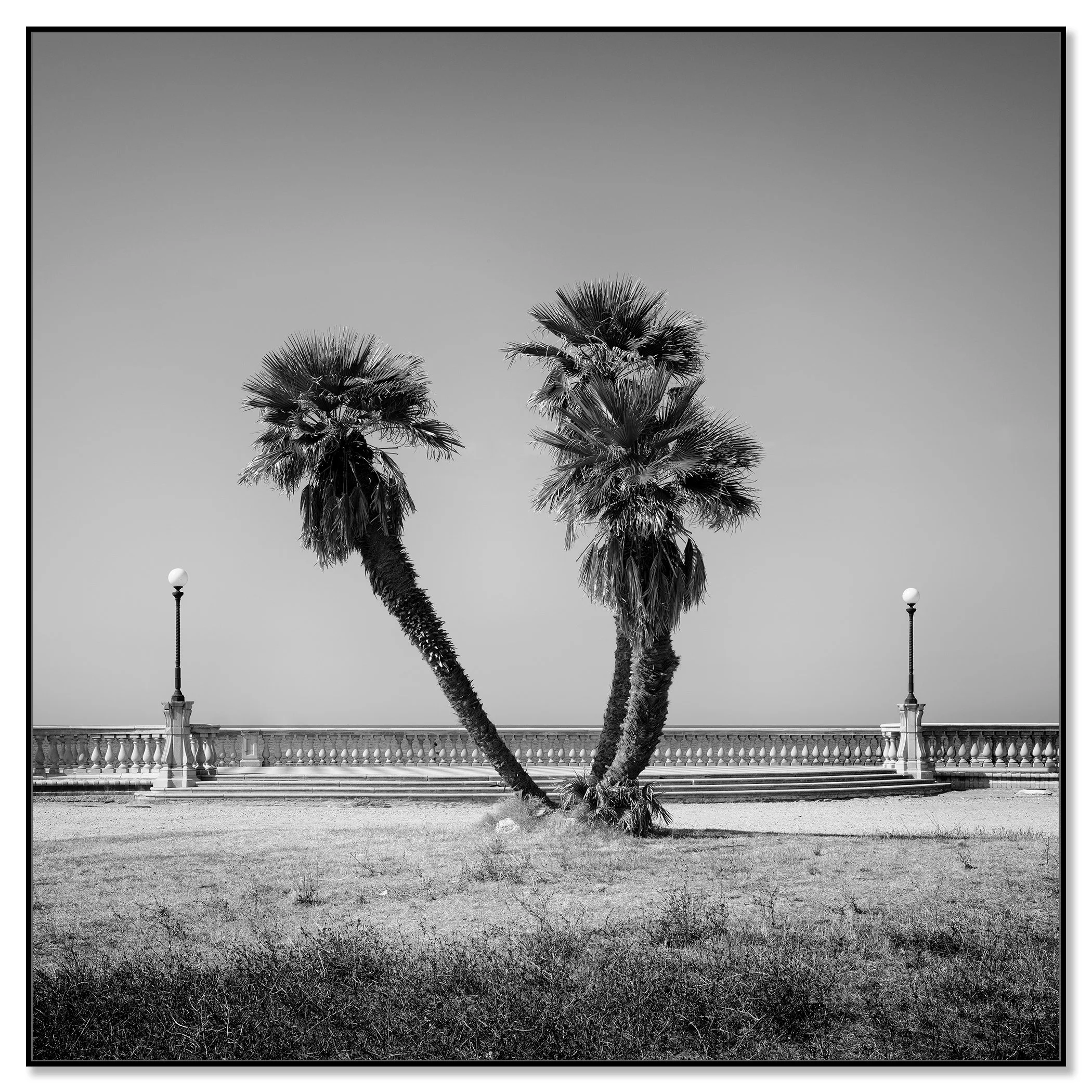 Palm trees line the Terrazza Mascagni promenade in Livorno, Tuscany with a coastal seafront walkway in soft morning light – framed ArtBox black