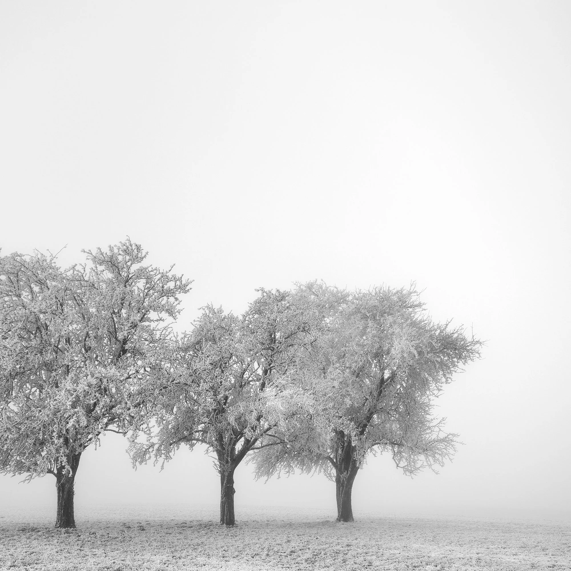 Close-up of intricate frost-covered branches against winter fog in Frozen Apple Trees Study 1 by Gerald Berghammer.