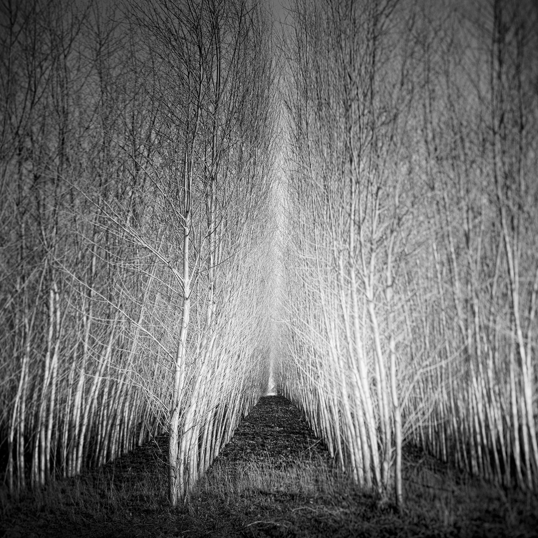 Black and white abstract landscape photo of a pathway through a dense poplar forest of tall, leafless trees and bare branches