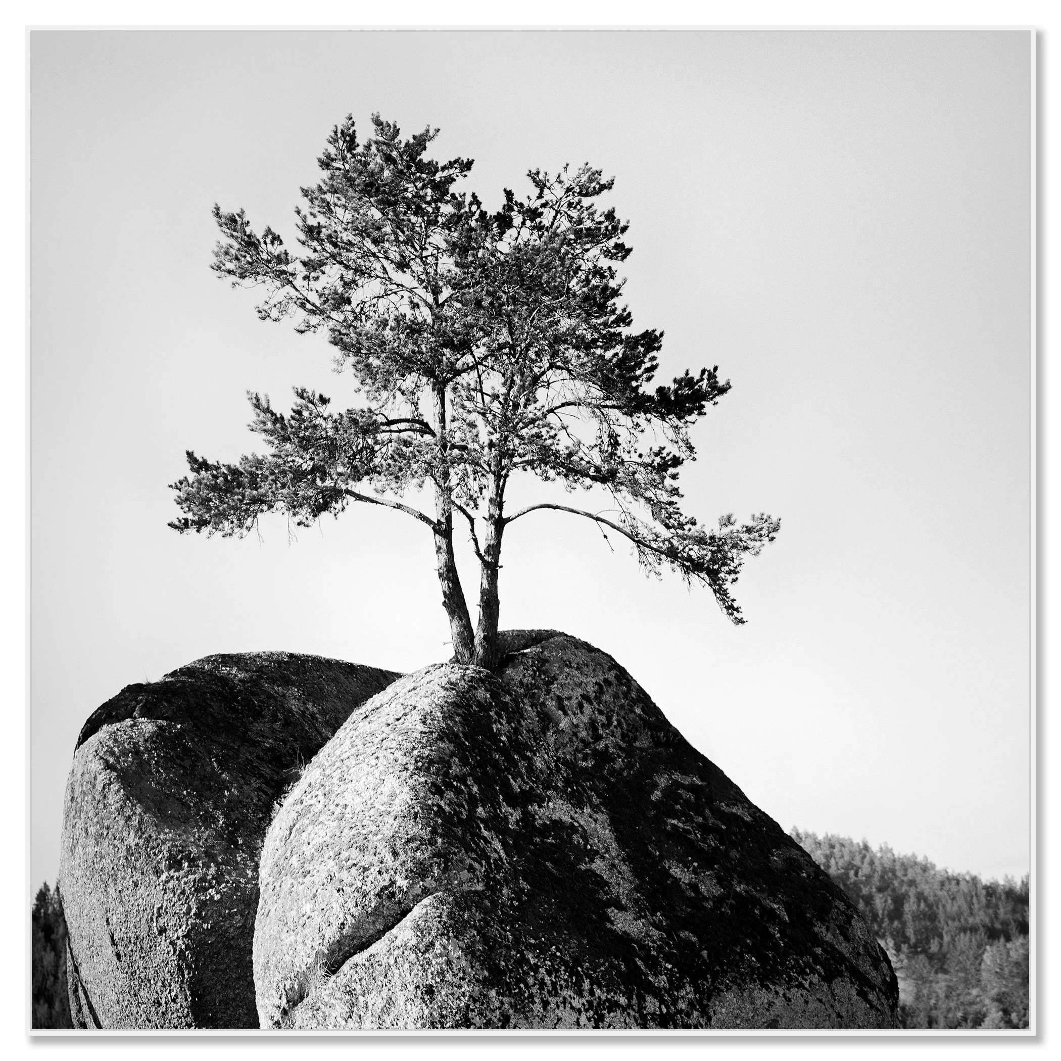 Black and white photograph of a solitary tree growing on a large rock, framed ArtBox white