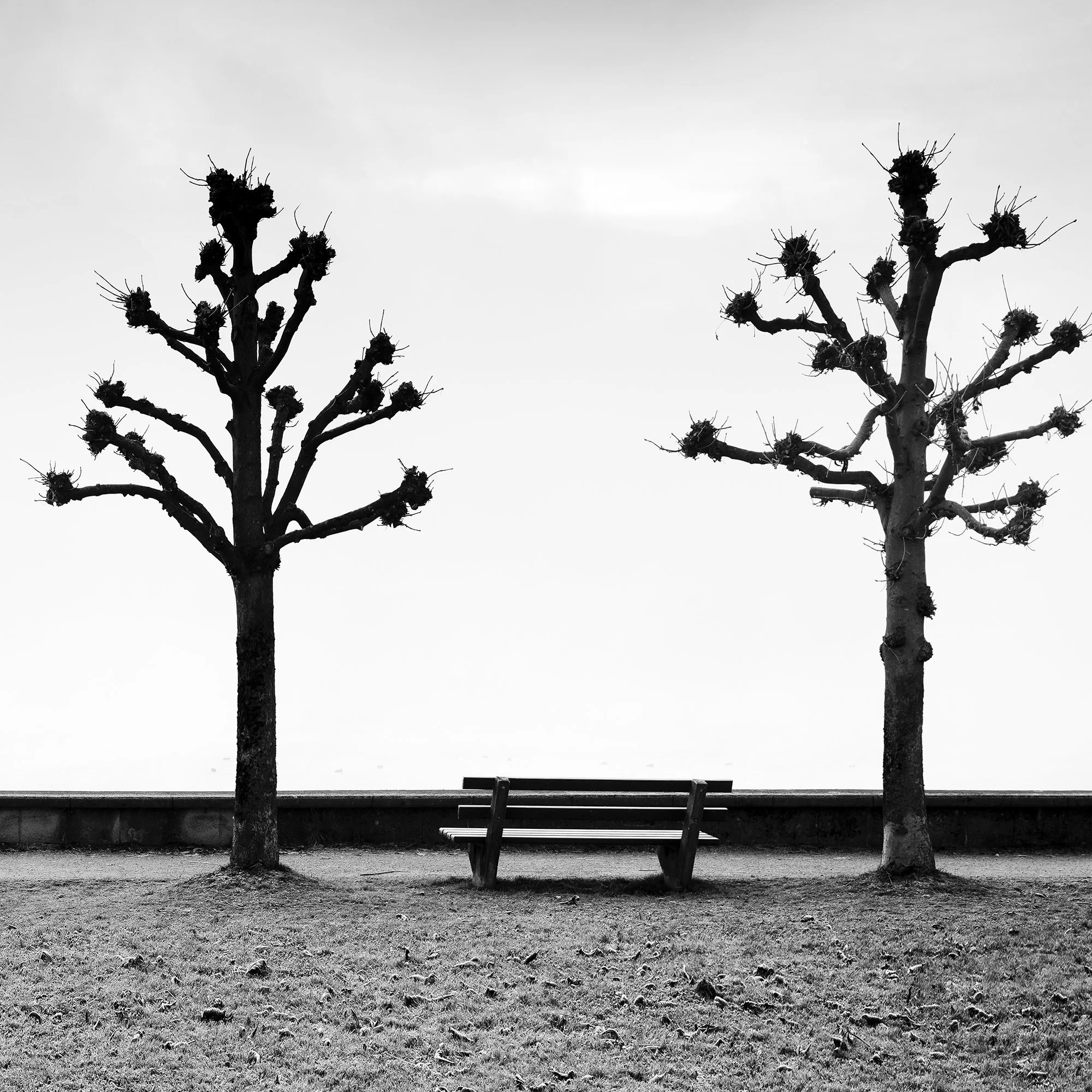 Detail of Esplanade with Chestnut Trees by Gerald Berghammer, black-and-white fine art photograph taken in Gmunden, Austria.