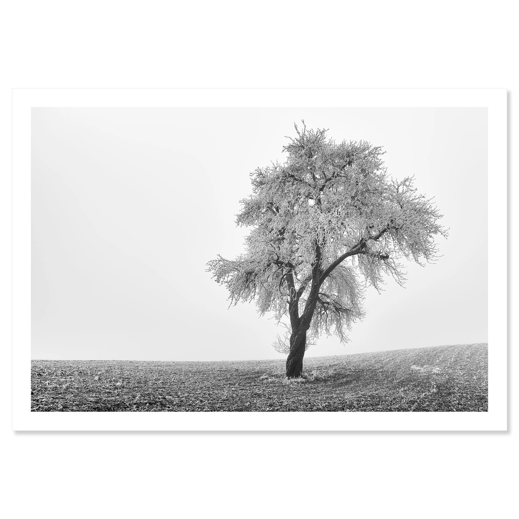 Tree in Frozen Field Study 1 – minimalist black-and-white fine art print of a solitary tree in a frozen Austrian landscape by Gerald Berghammer.
