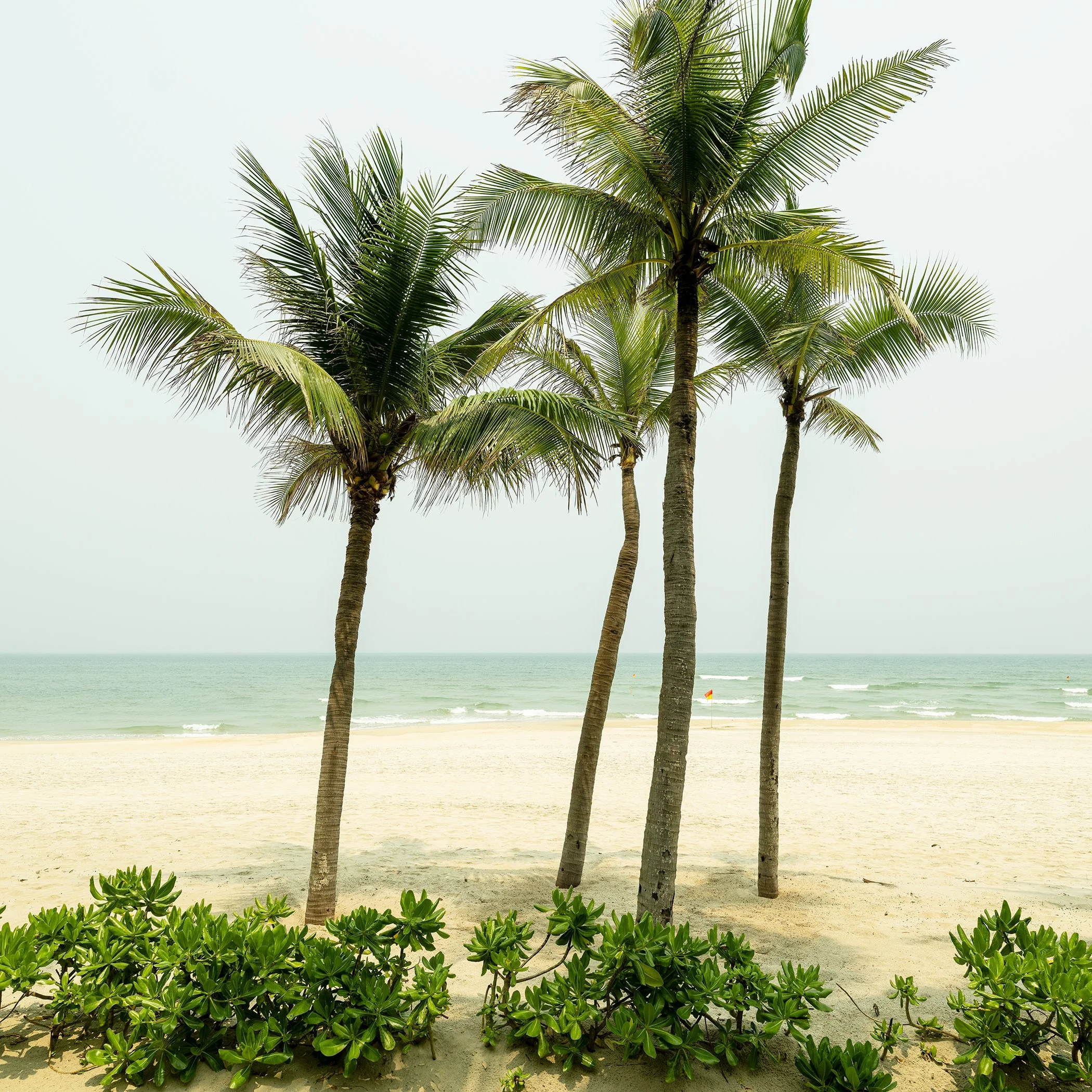 Gerald Berghammer - Color Photography. Three palm trees on a sandy beach with green plants in the foreground and ocean waves in the background.