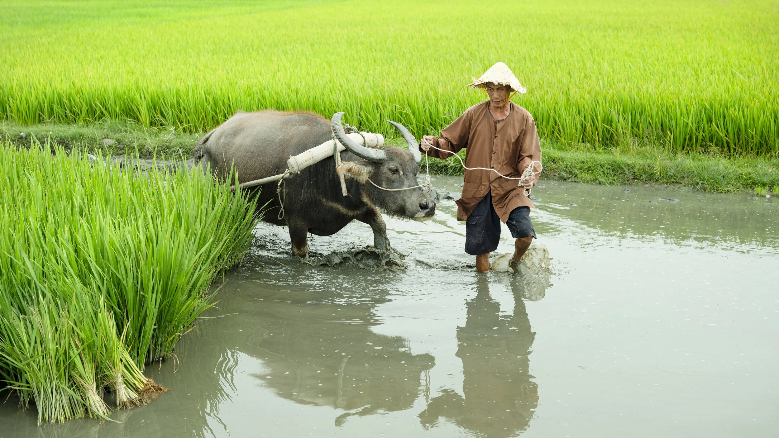 Vietnamese rice farmer guiding a water buffalo through flooded green rice fields in rural Vietnam, photographed by Gerald Berghammer.