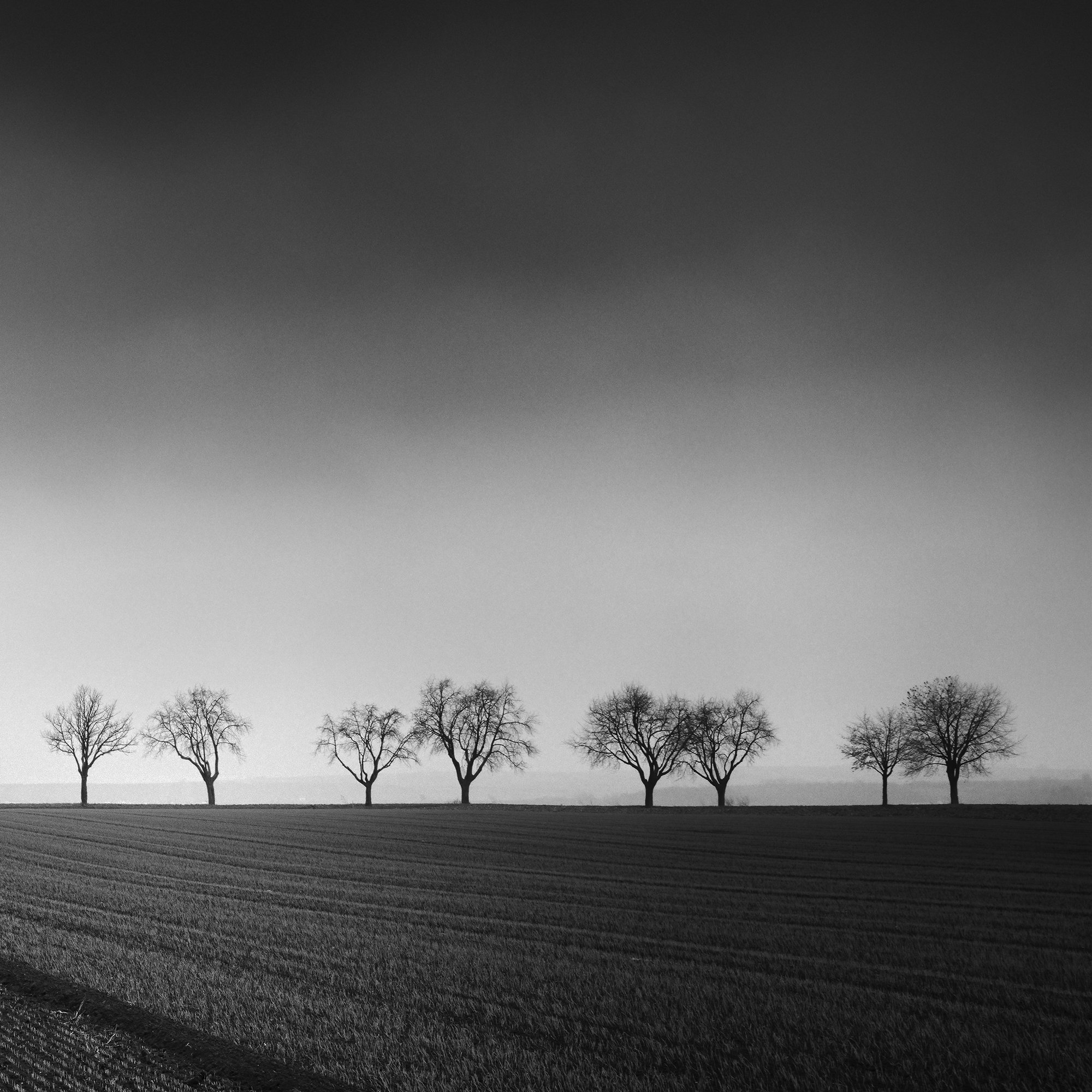Gerald Berghammer - Black and white panorama photography. Landscape with a row of leafless trees across a flat field under a cloudy sky. Print detail 2
