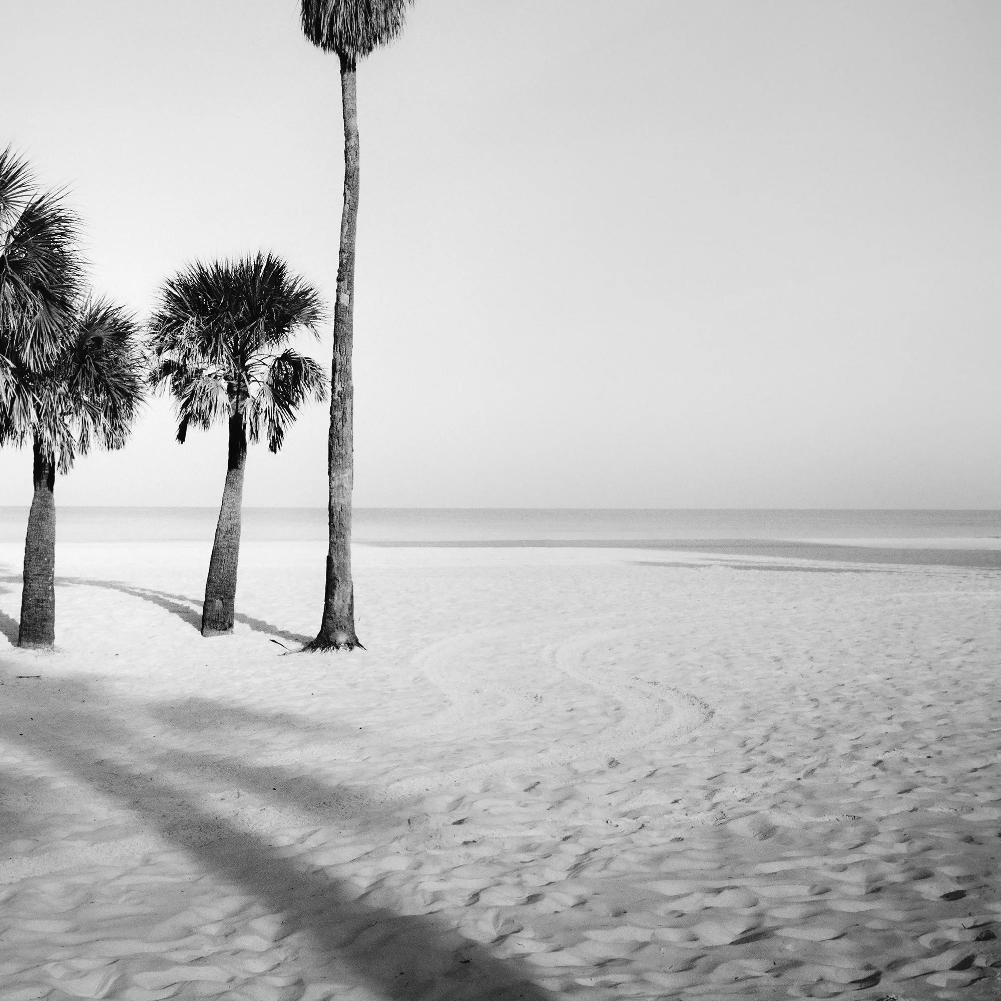 Detail of Palm Beach Study 6 showing palm trees, open beach and negative space in Florida by Gerald Berghammer.
