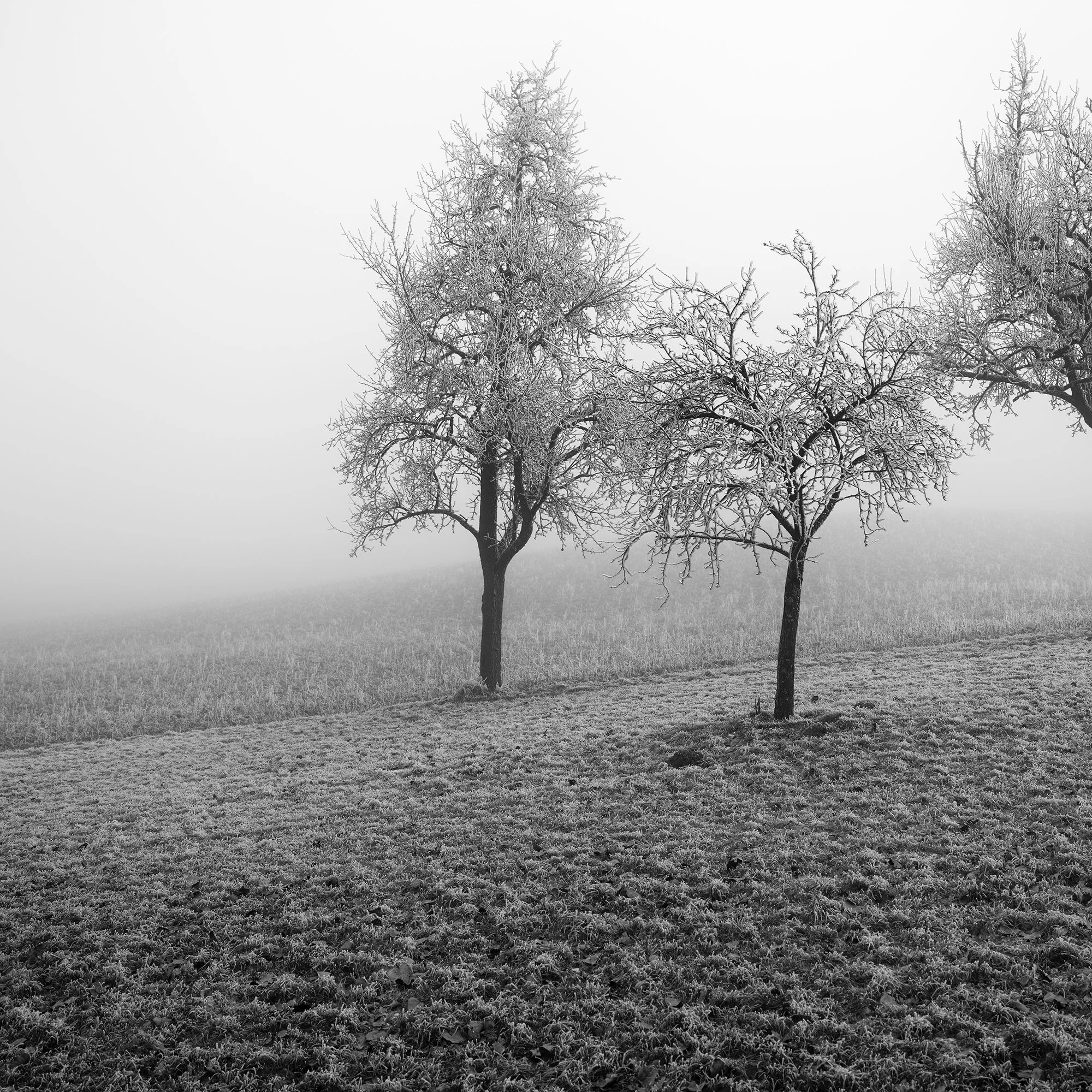 Detail view of three frost-covered fruit trees in a misty Austrian winter landscape by Gerald Berghammer.