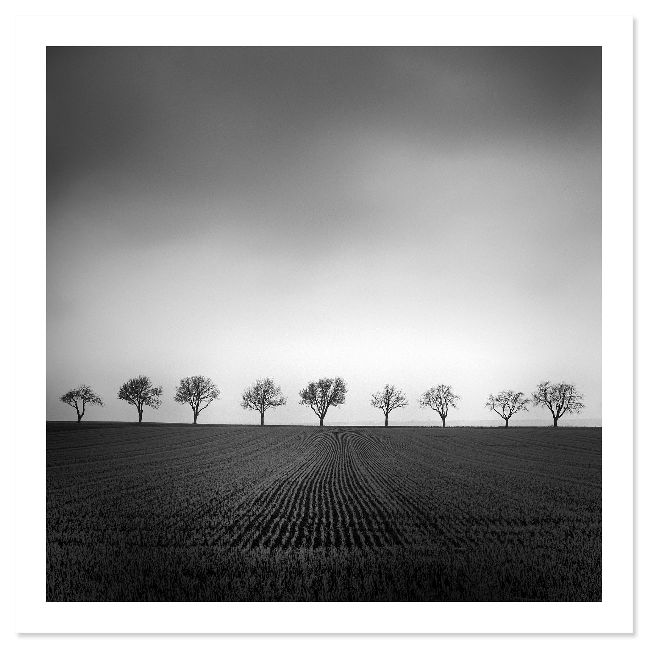 Nine Cherry Trees Study 2 – archival black-and-white fine art print on Hahnemühle Photo Rag Baryta by Gerald Berghammer.