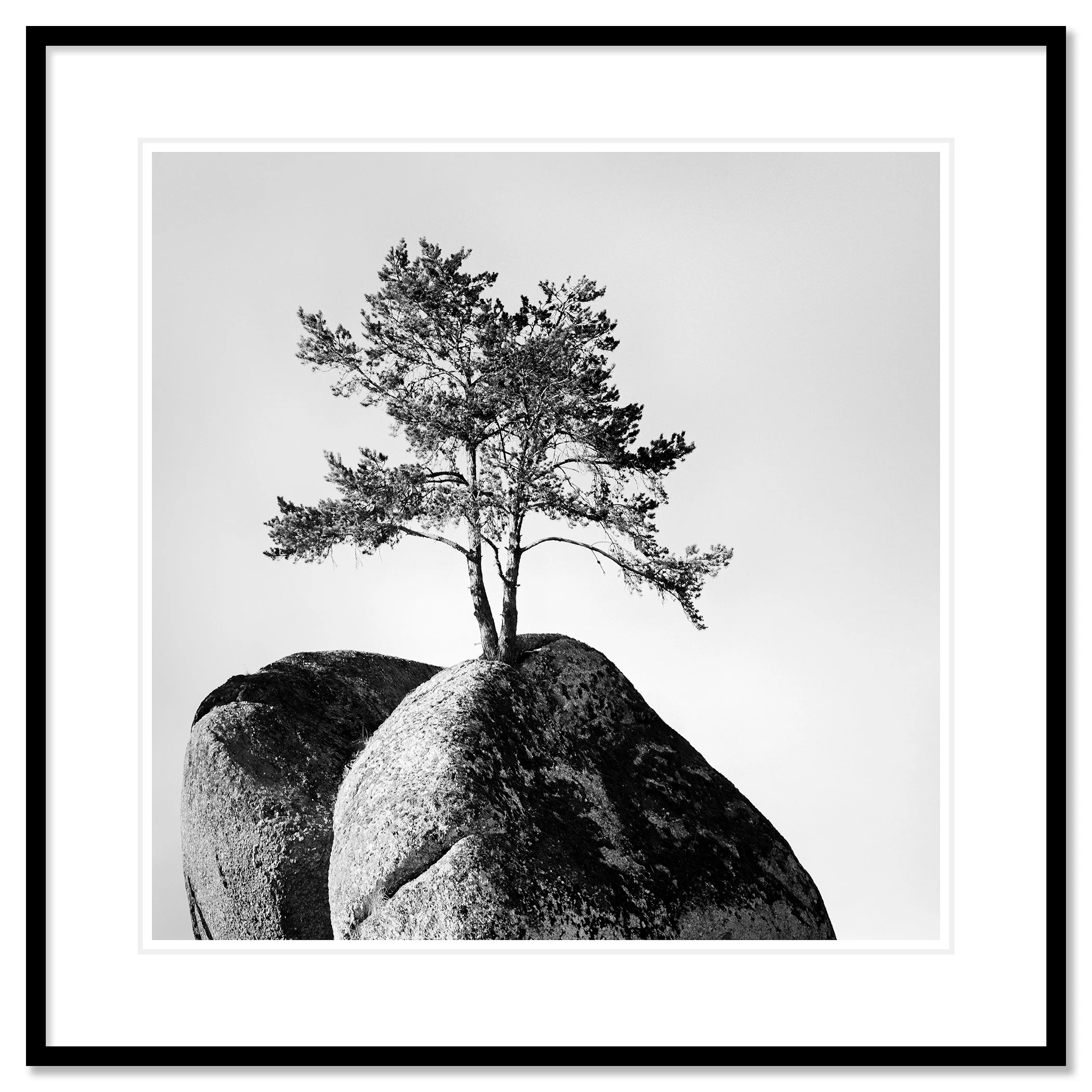 Lonely Tree on the Rock – Austria, black-and-white fine art print in a black aluminium frame with white mount by Gerald Berghammer.