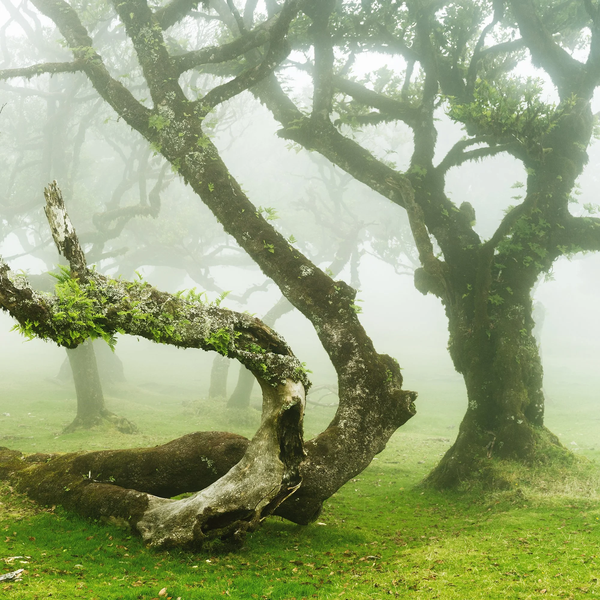 Gerald Berghammer - Color Fine Art Landscape Photography. Misty forest with twisted, moss-covered laurel trees and green grass, Fanal, Madeira. Print detail 2