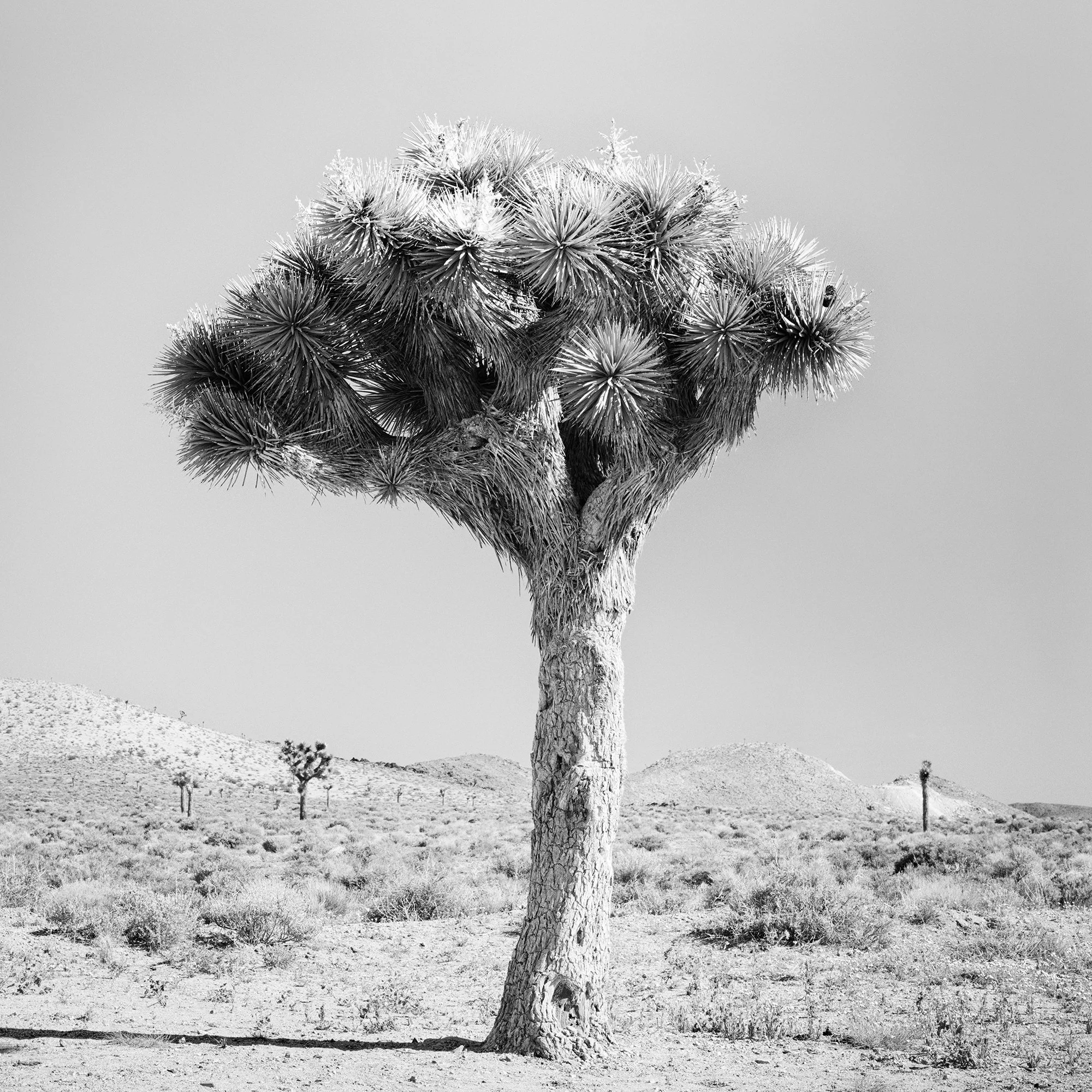 Close-up detail of Joshua Tree Study 1, California desert photograph by Gerald Berghammer